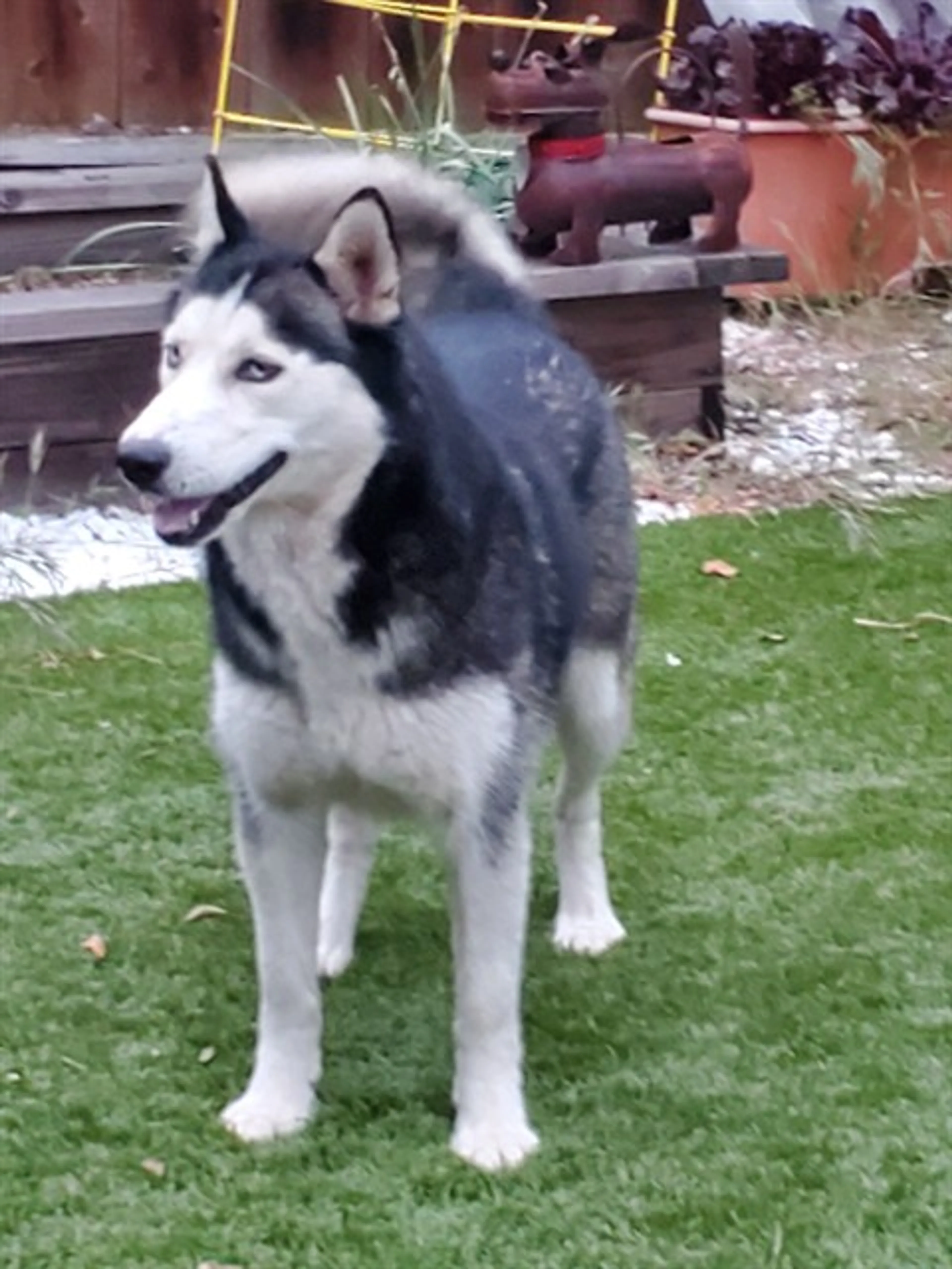 Found pet