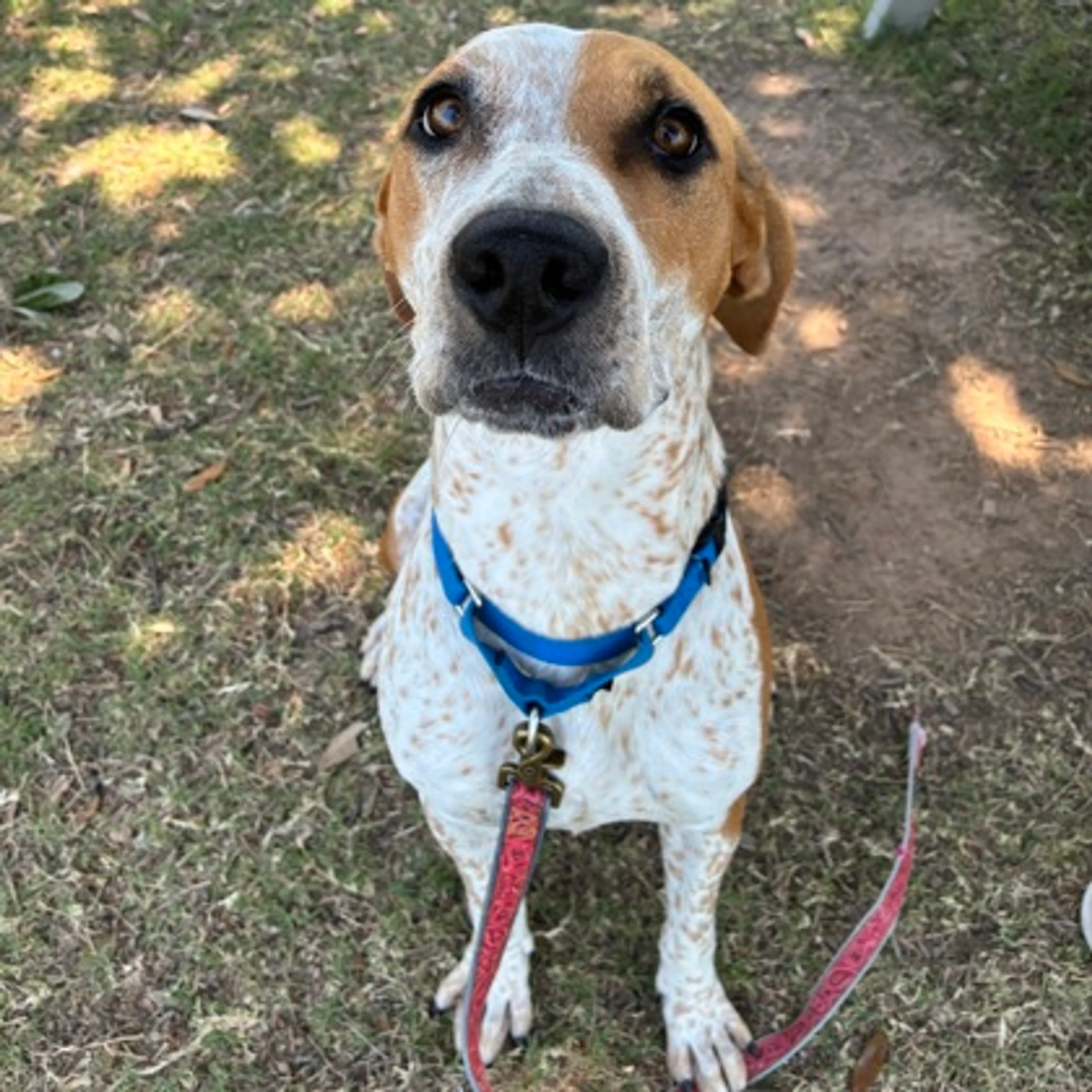 Found pet-2