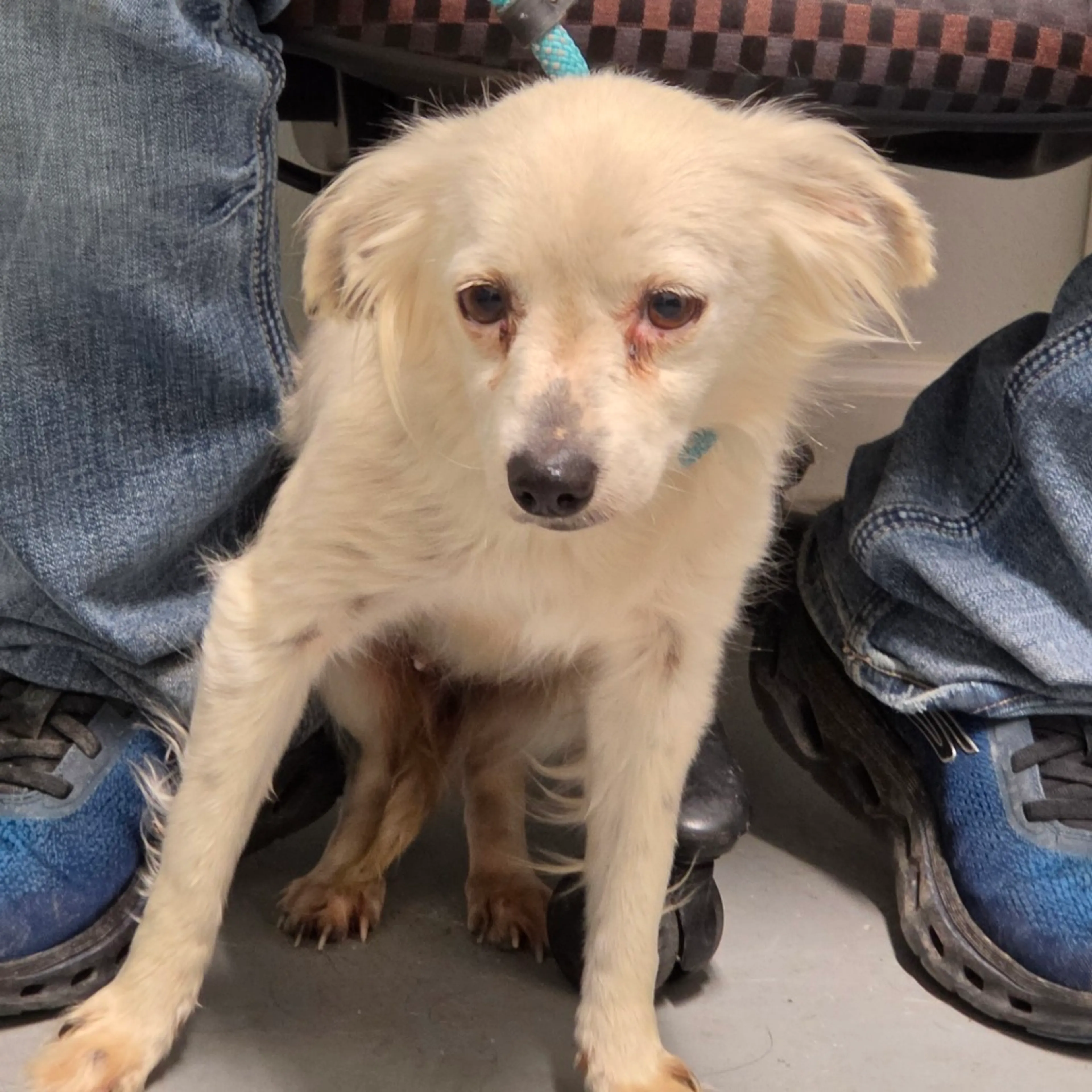 Found pet-1