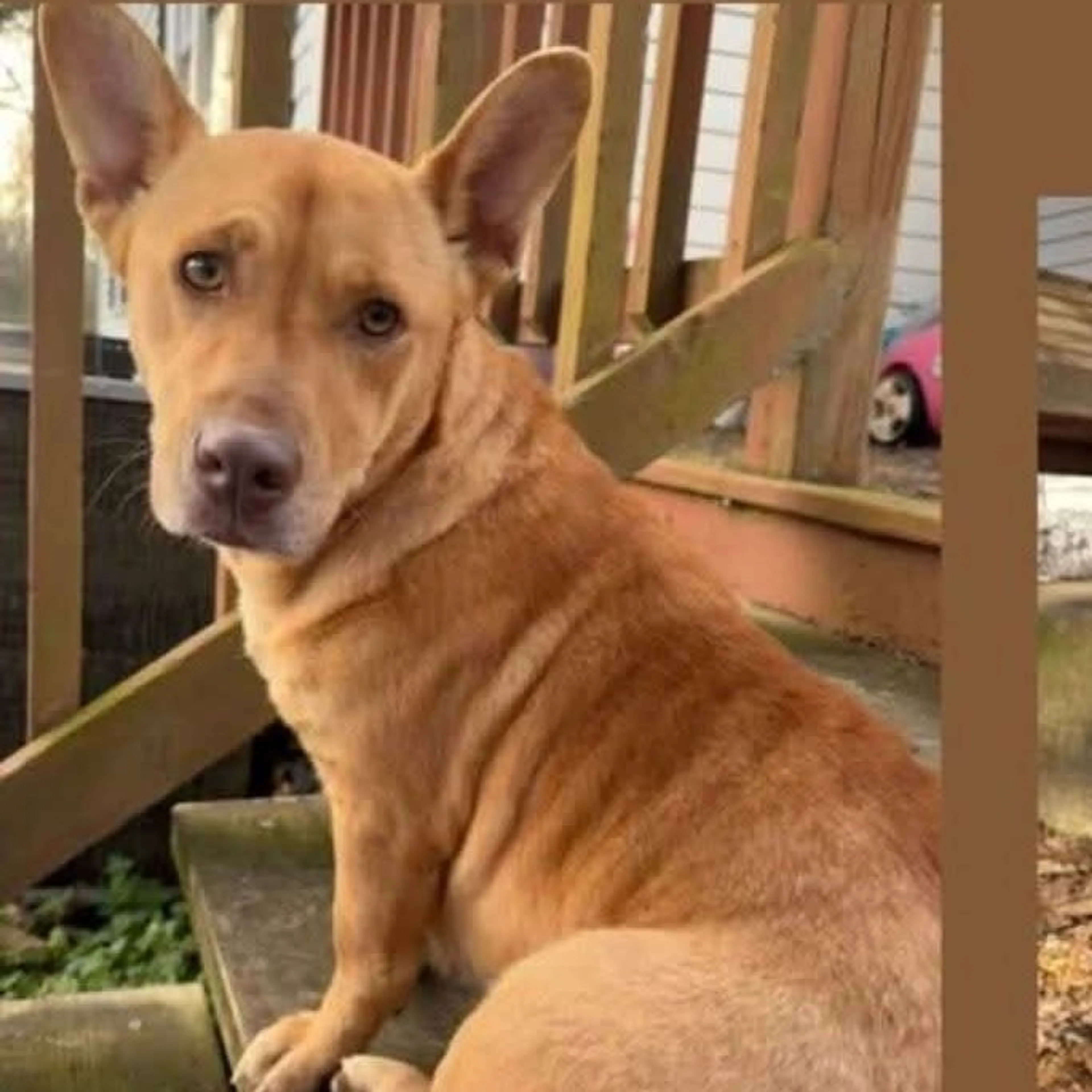 Found pet