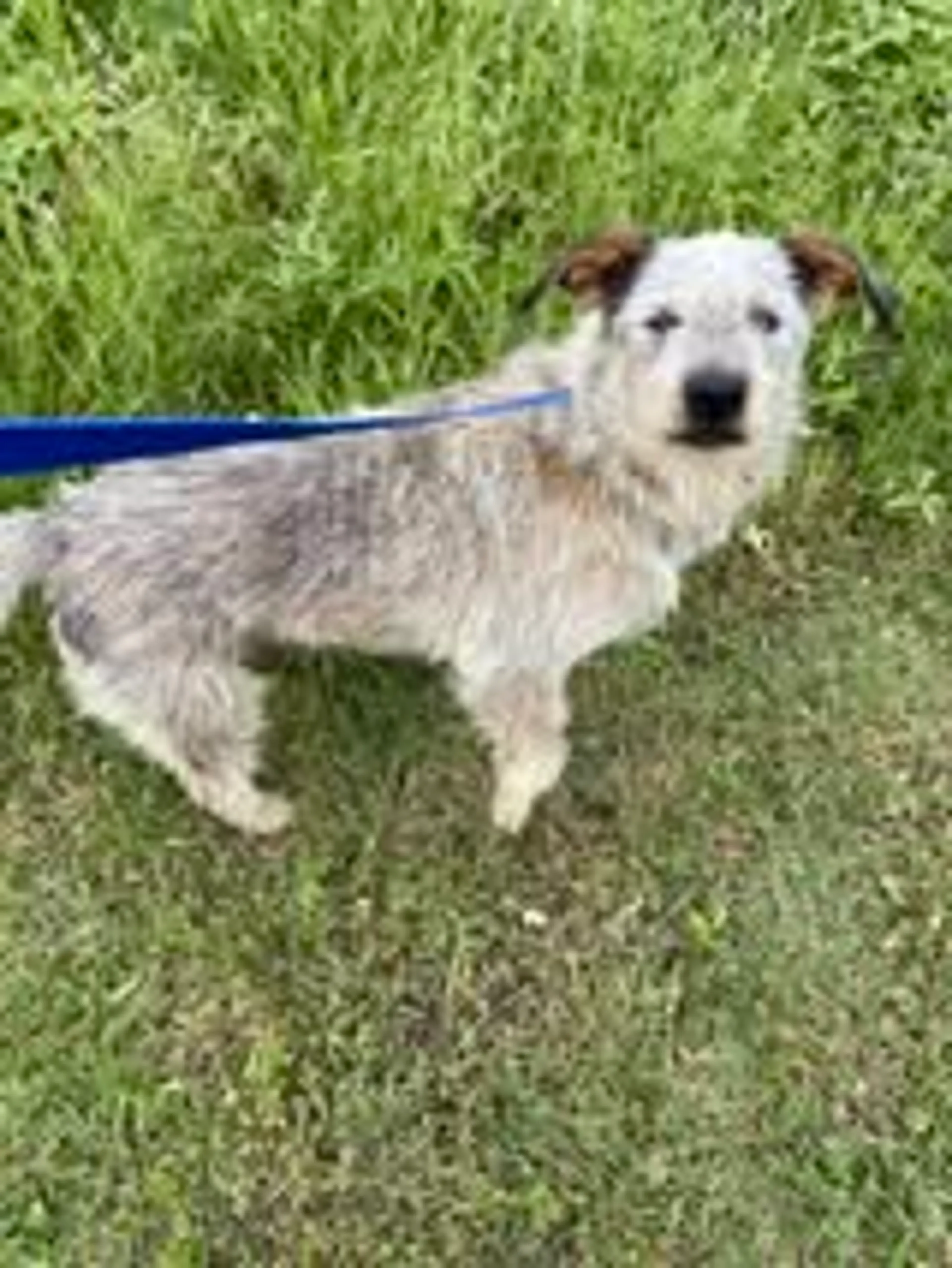 Found pet-2