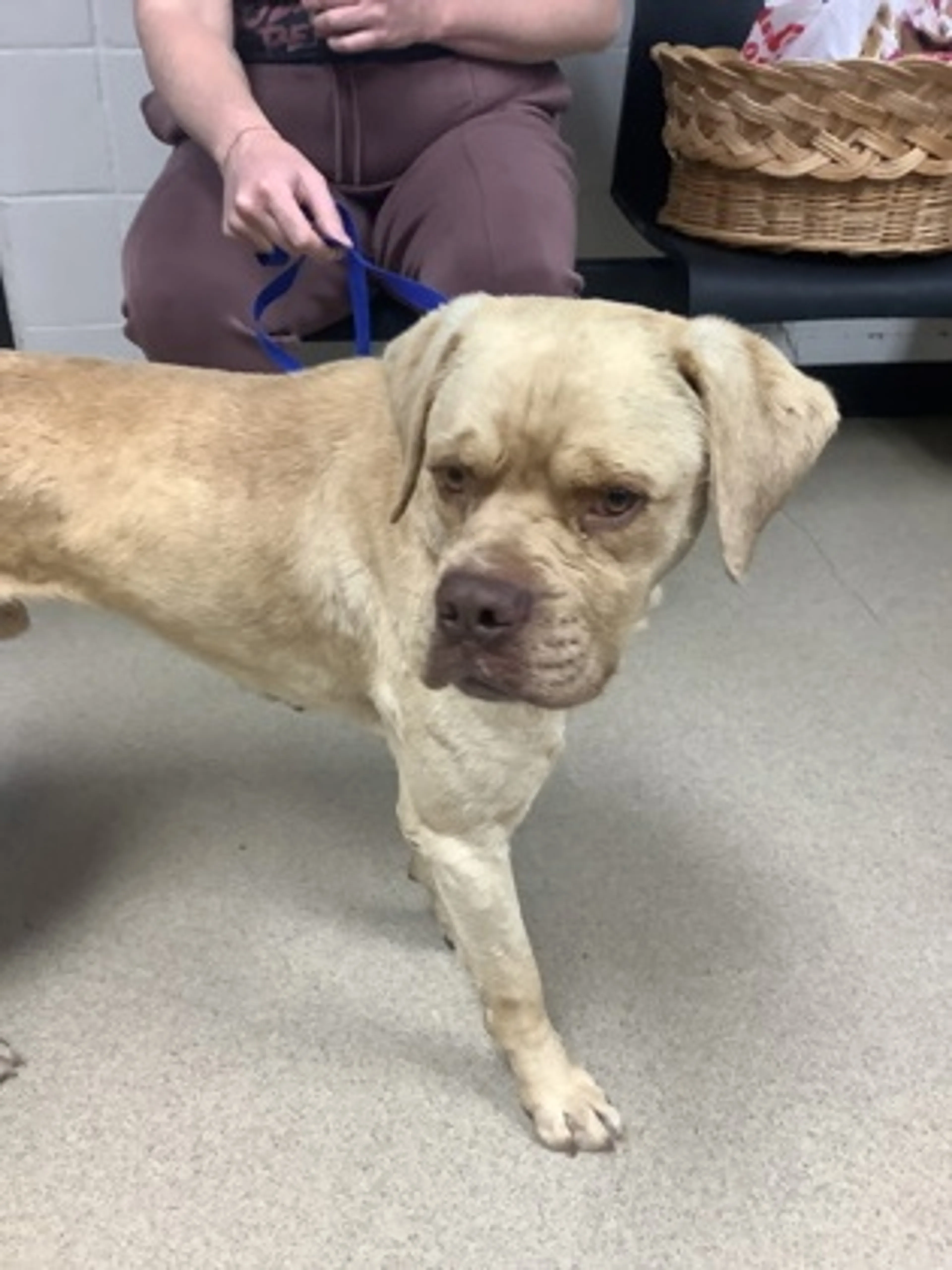 Found pet