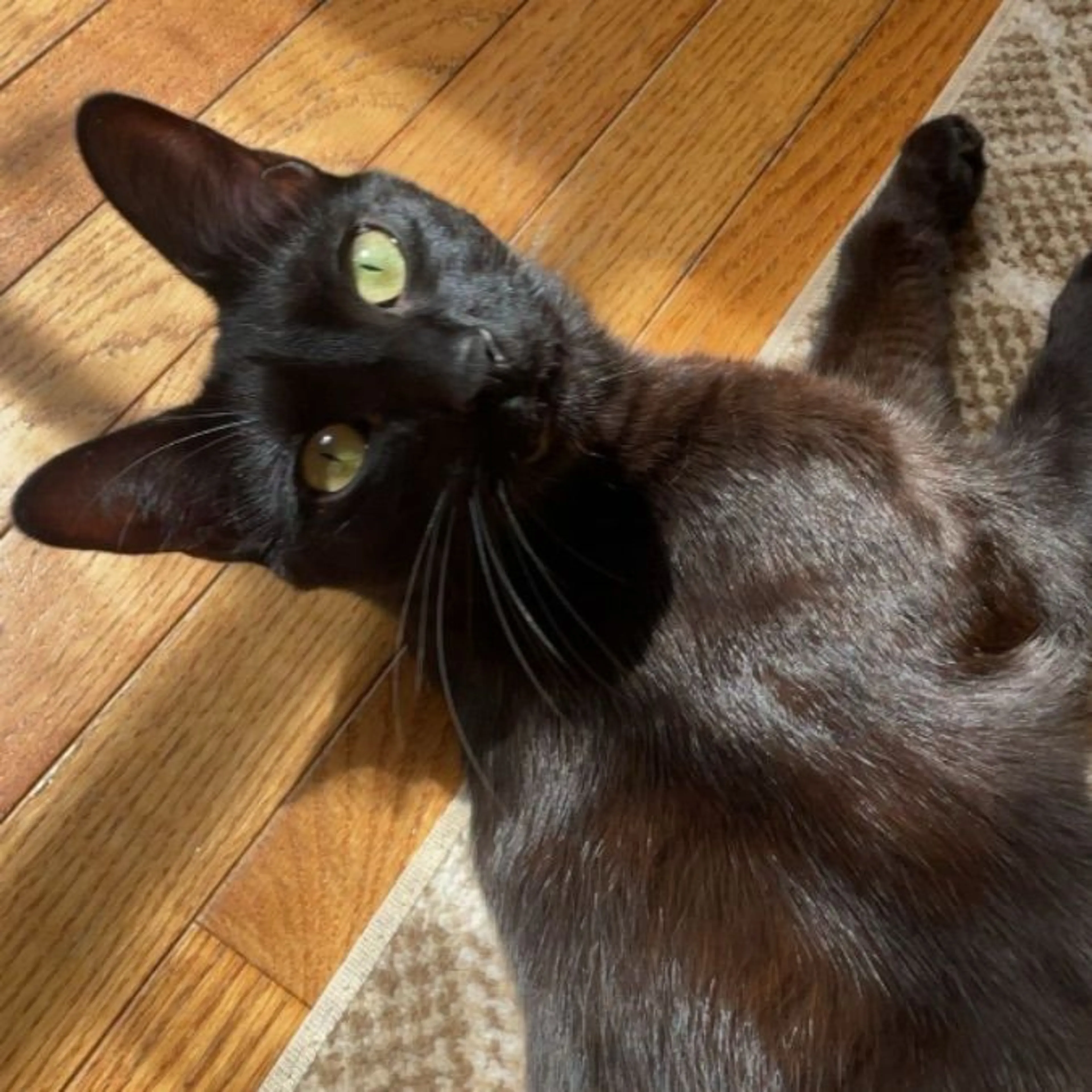 Lost pet