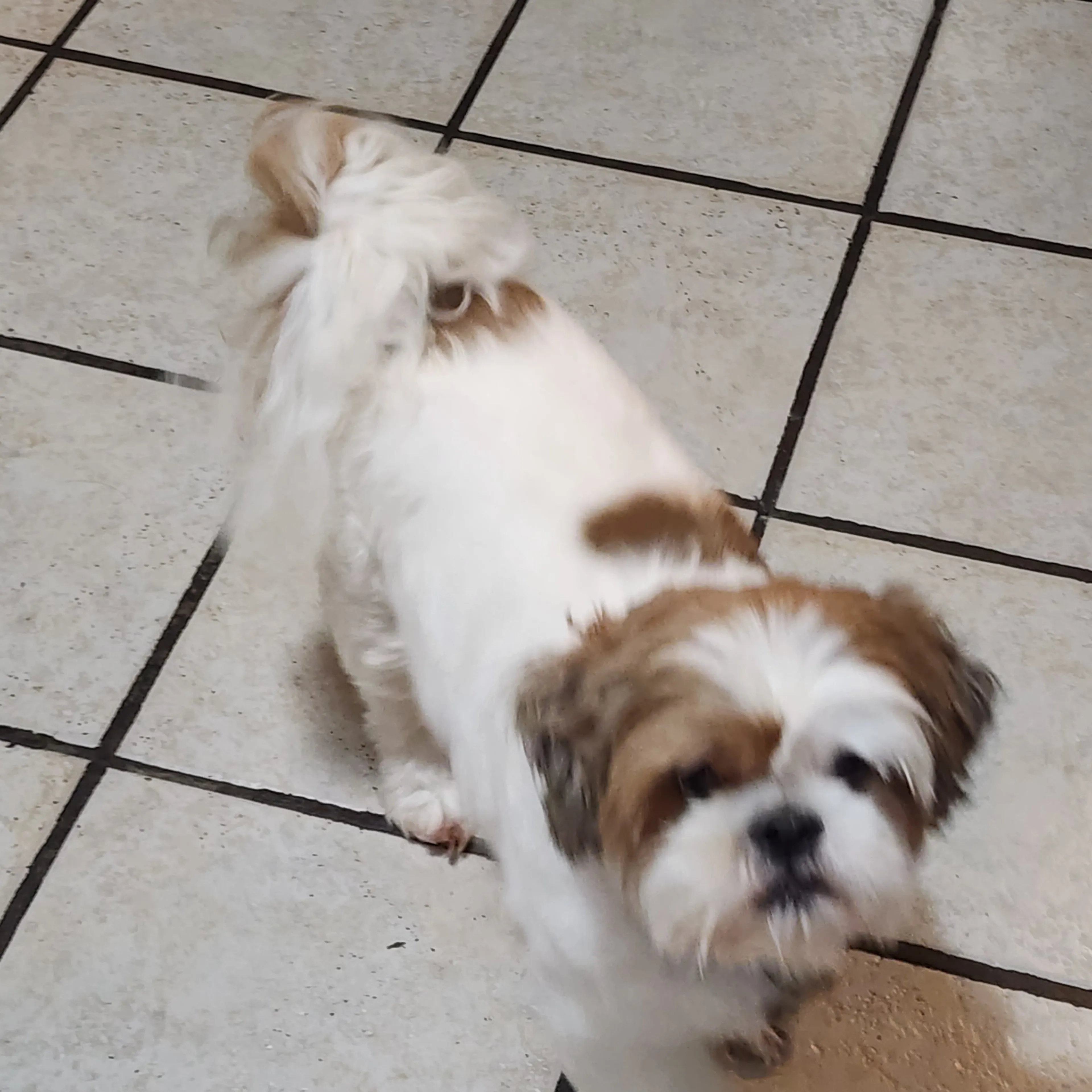 Lost pet-3