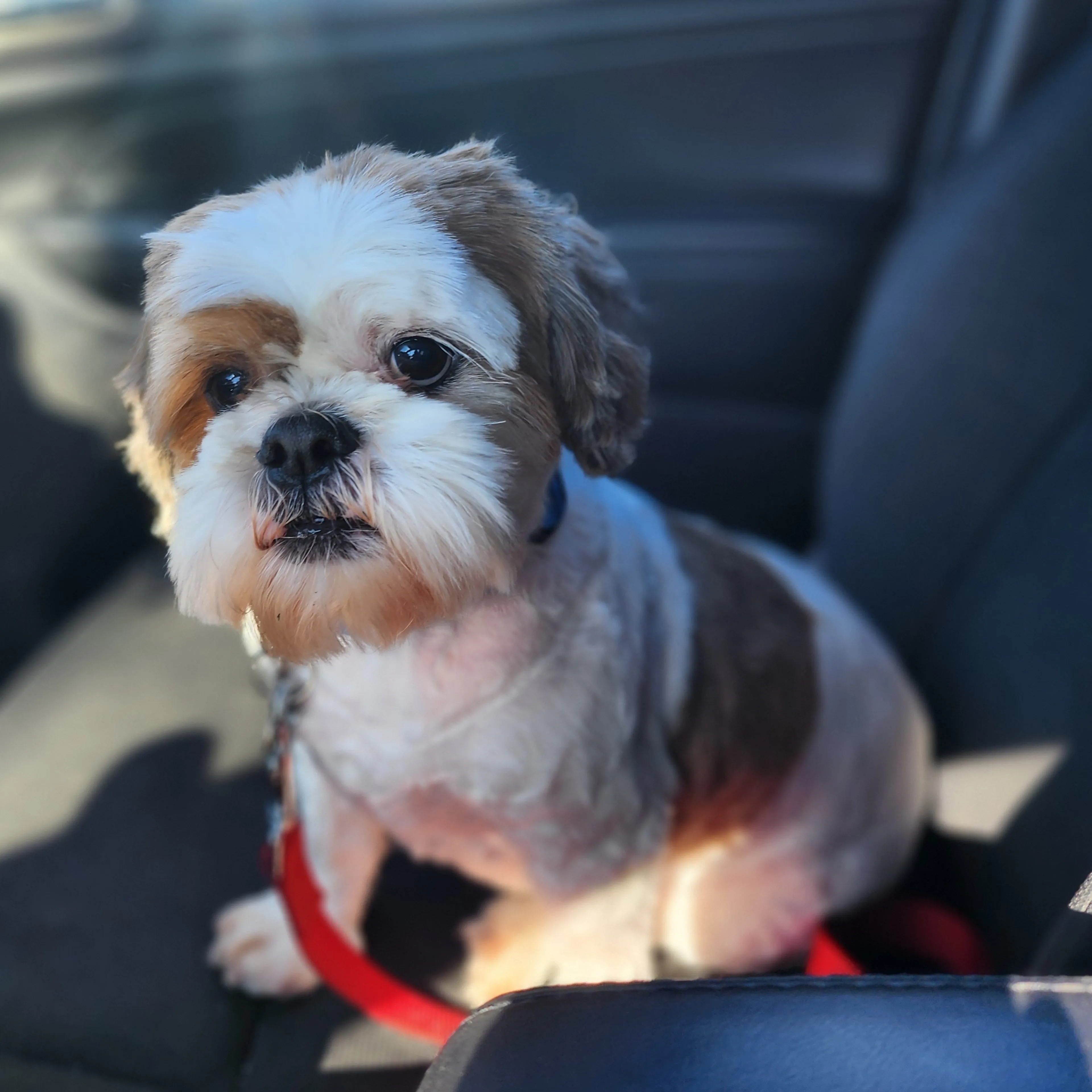 Lost pet-1