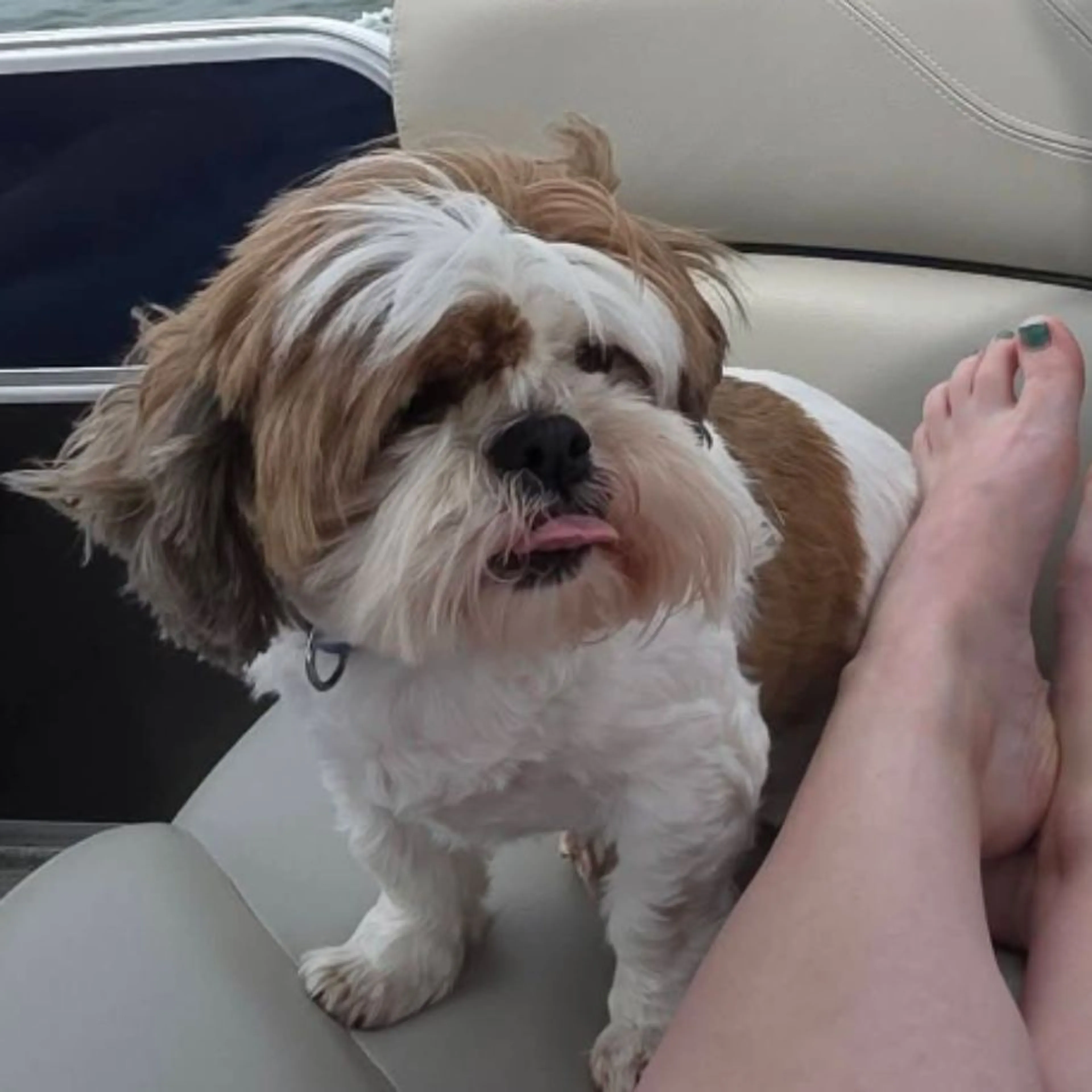Lost pet-0