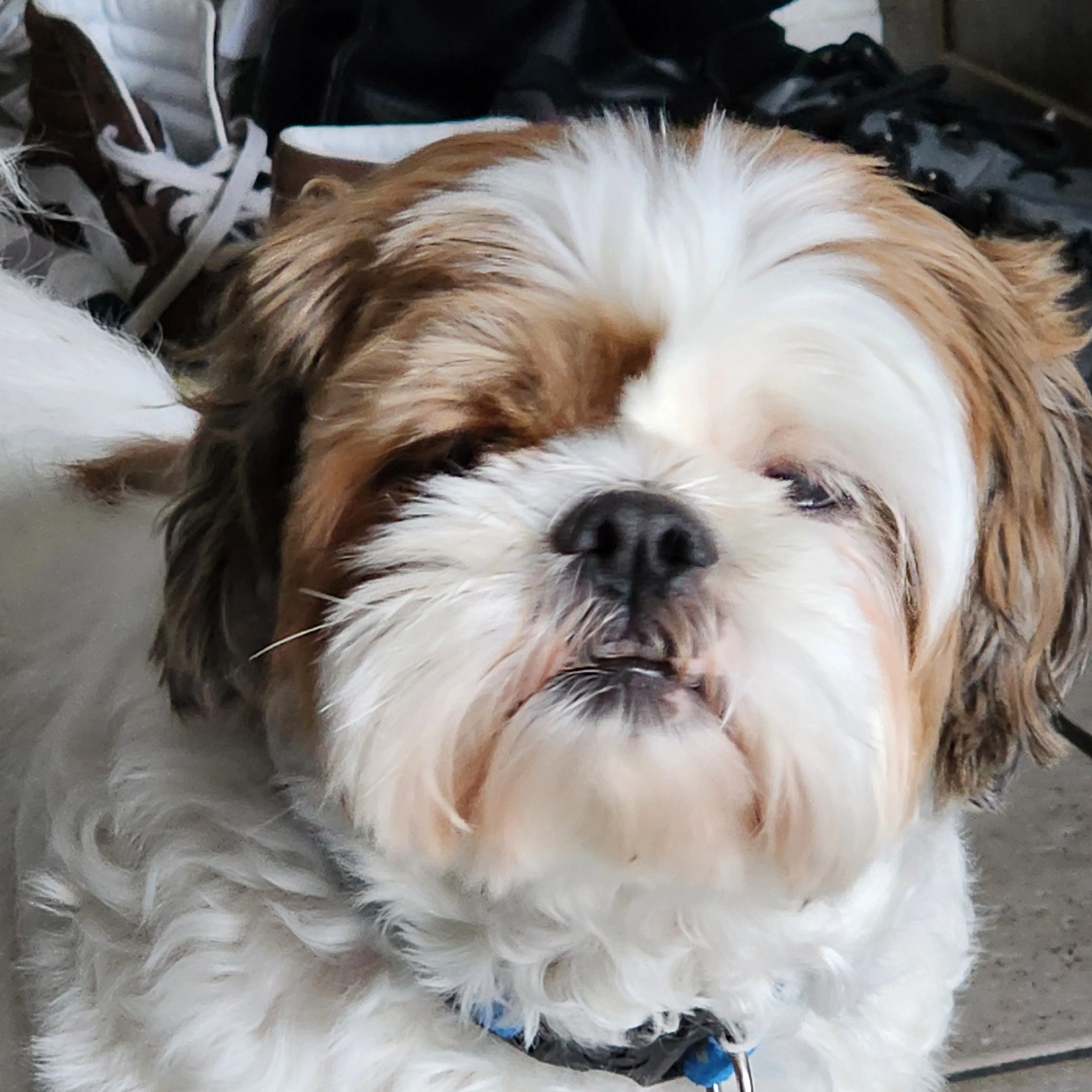 Lost pet-2