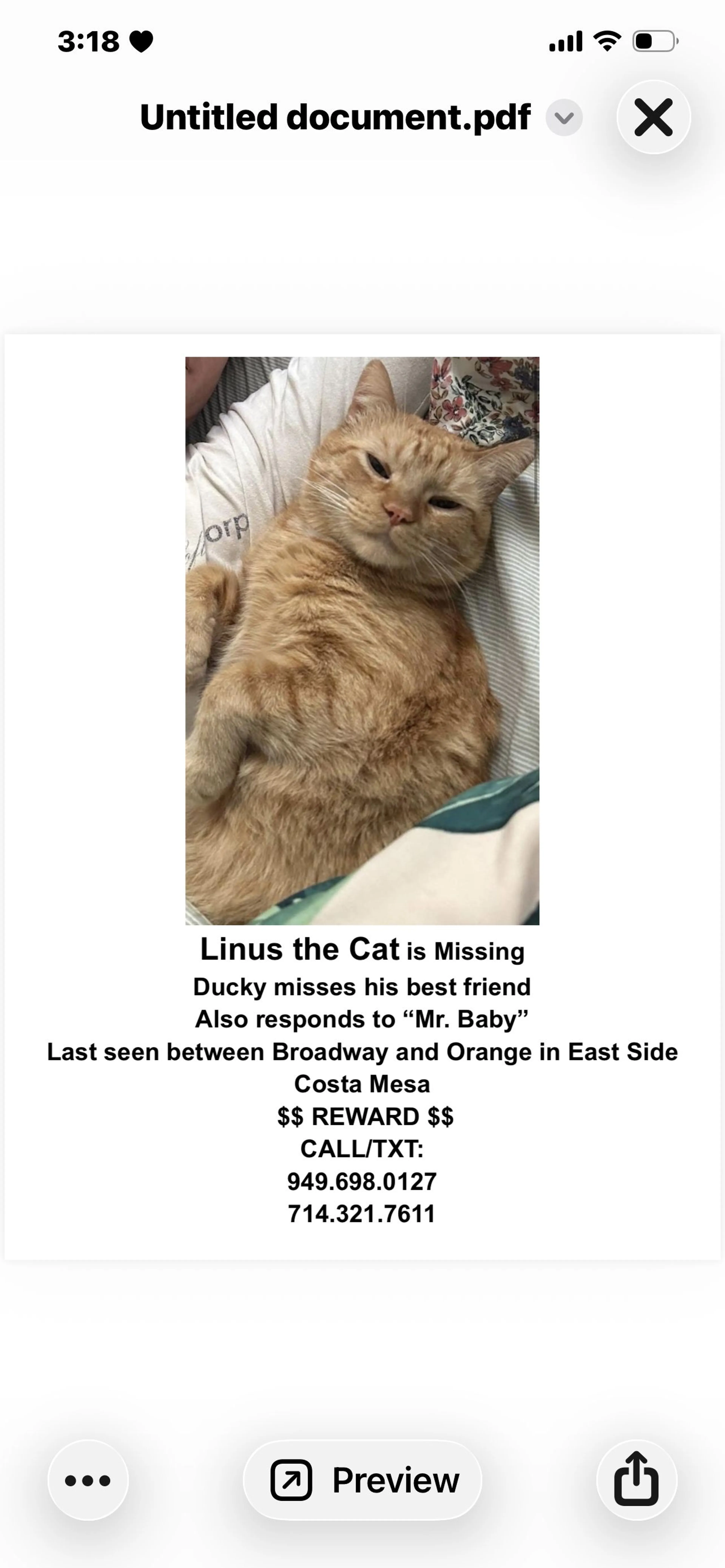 Lost pet