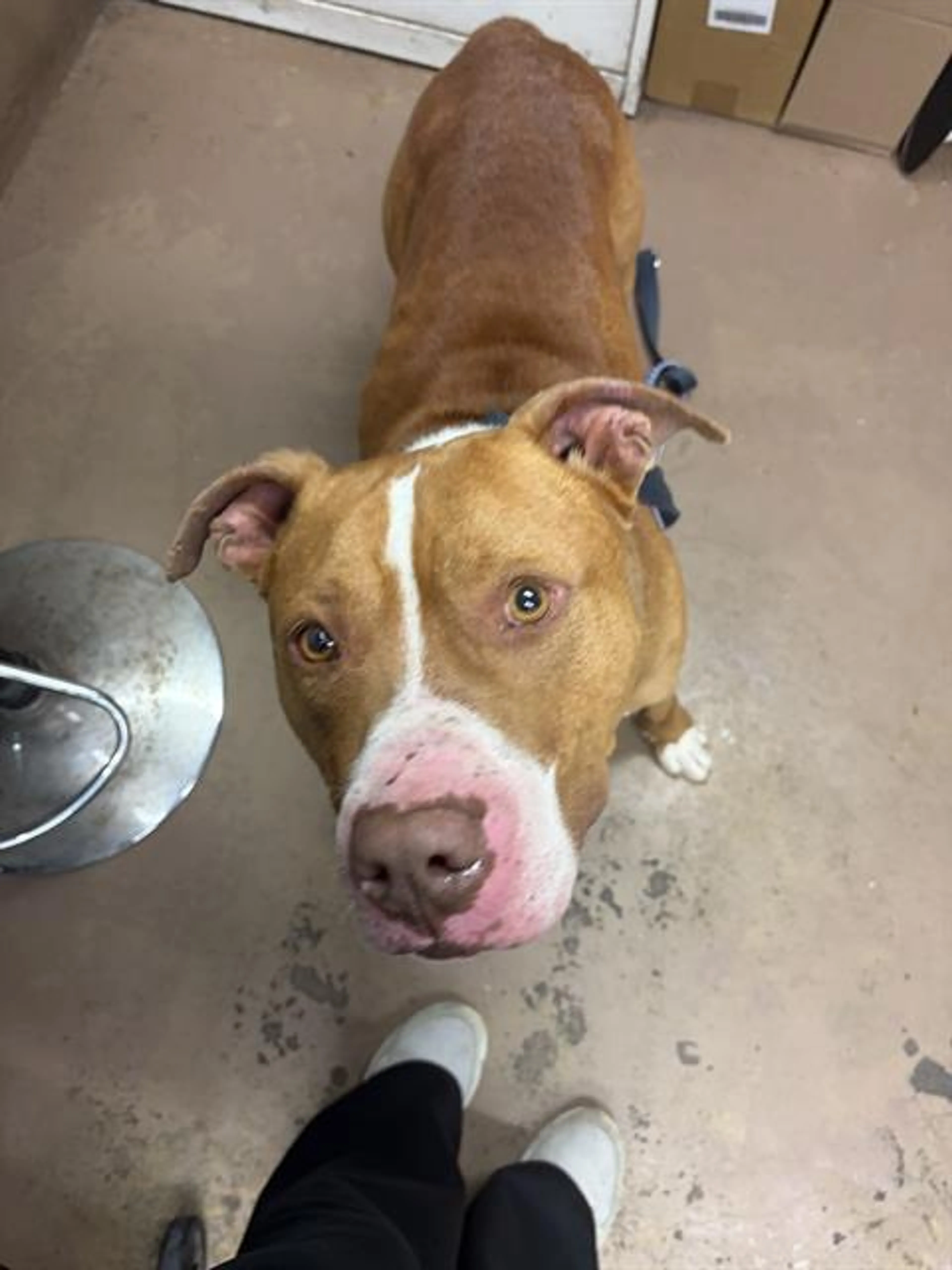 Found pet