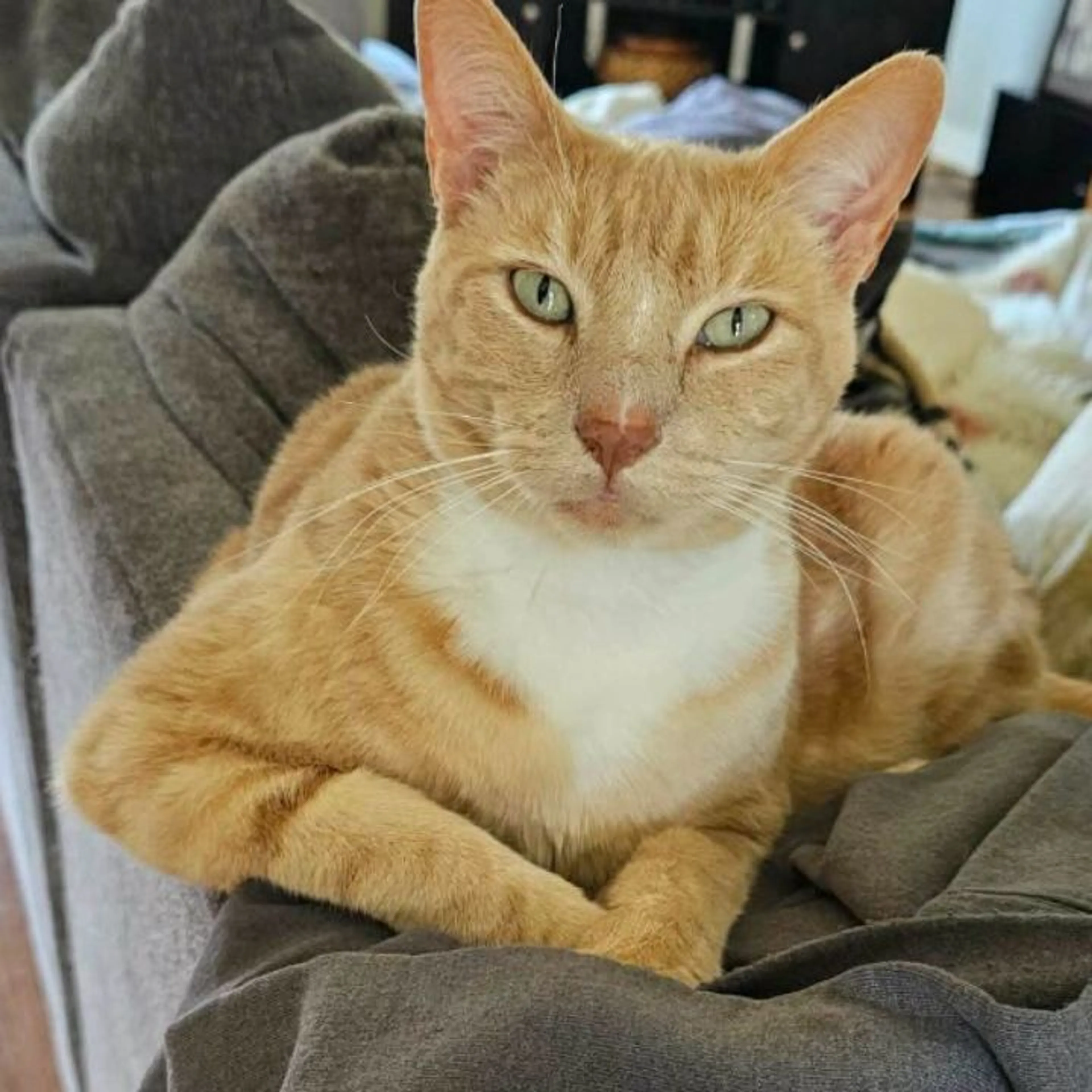 Lost pet
