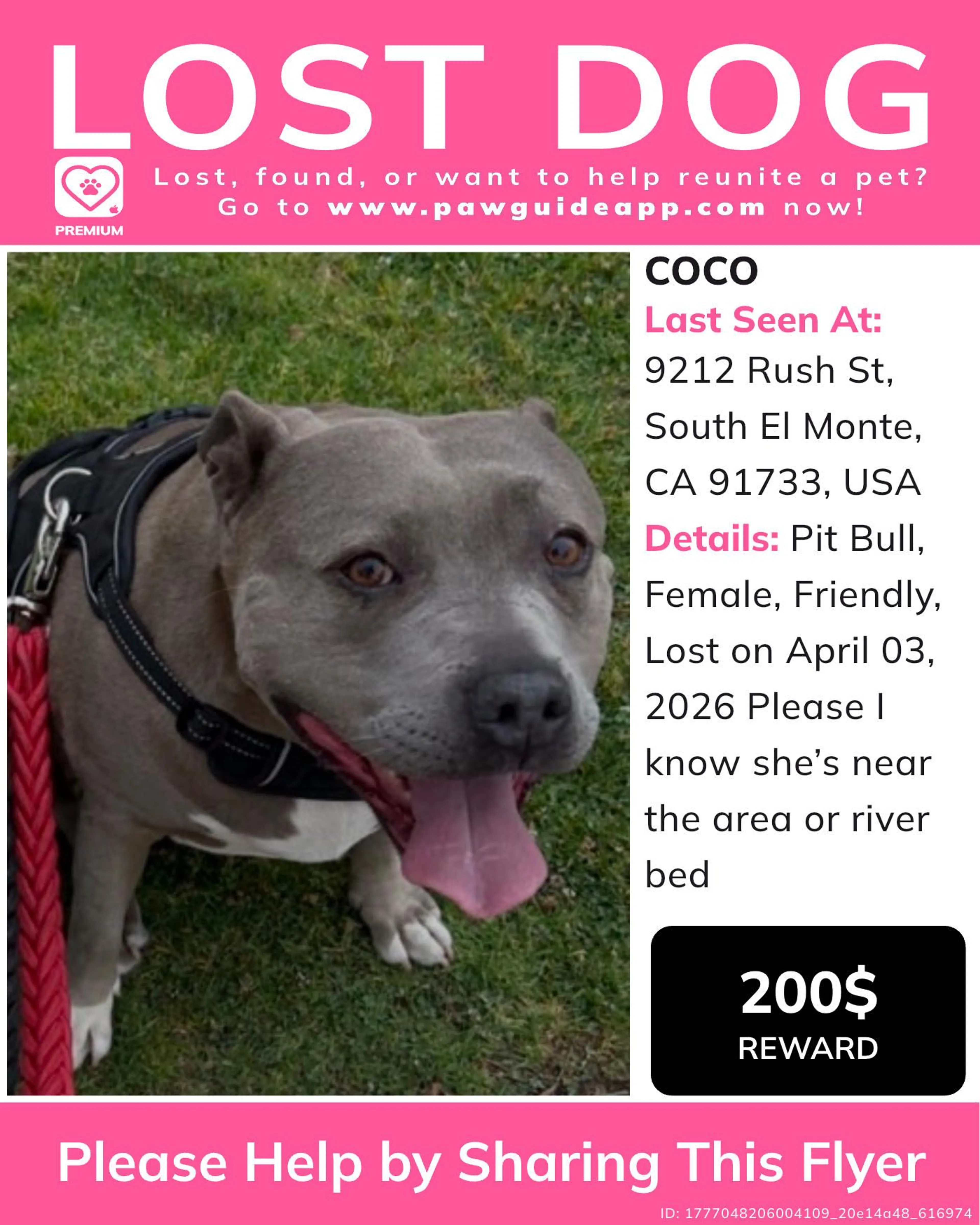 Lost pet-1
