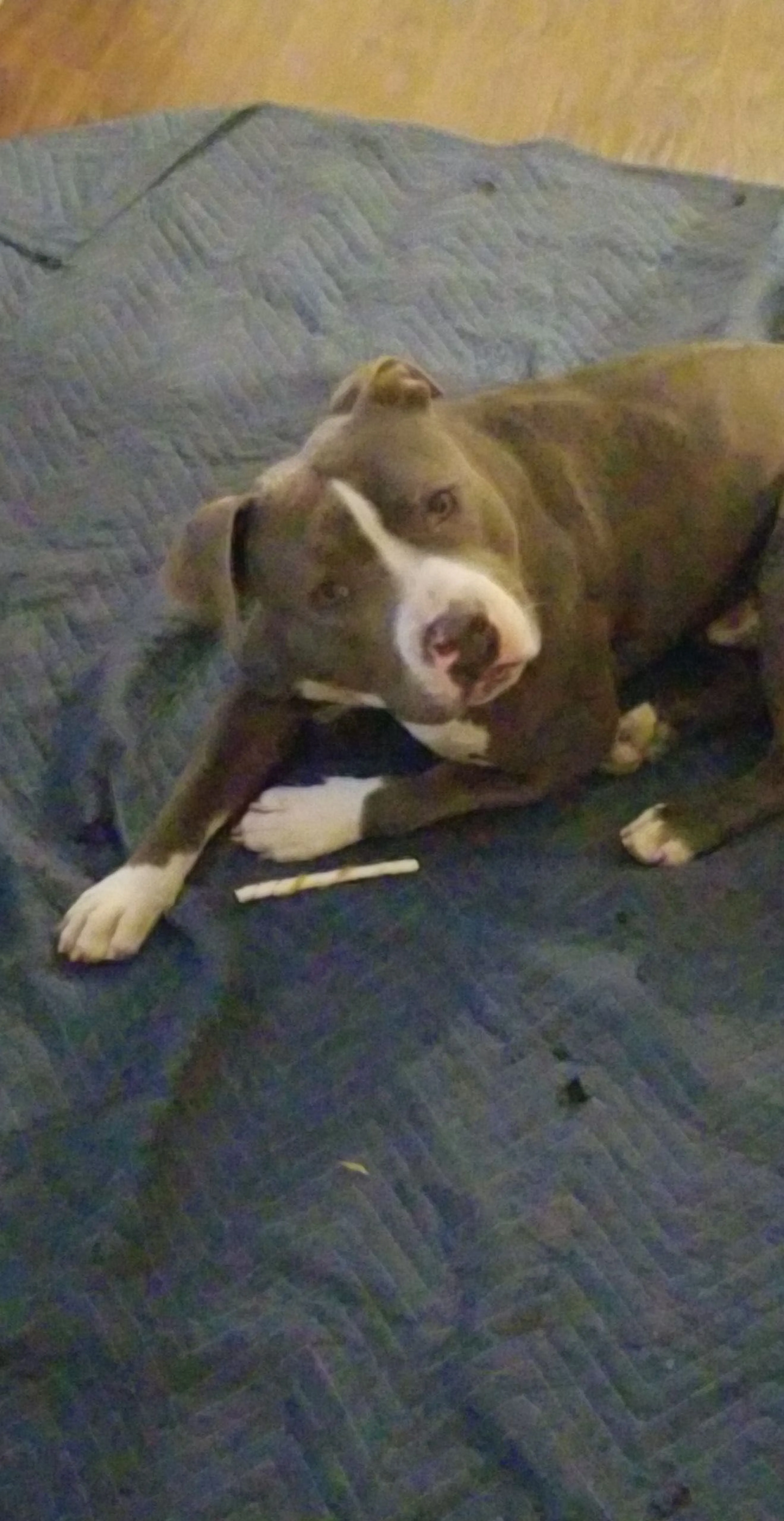 Lost pet-0