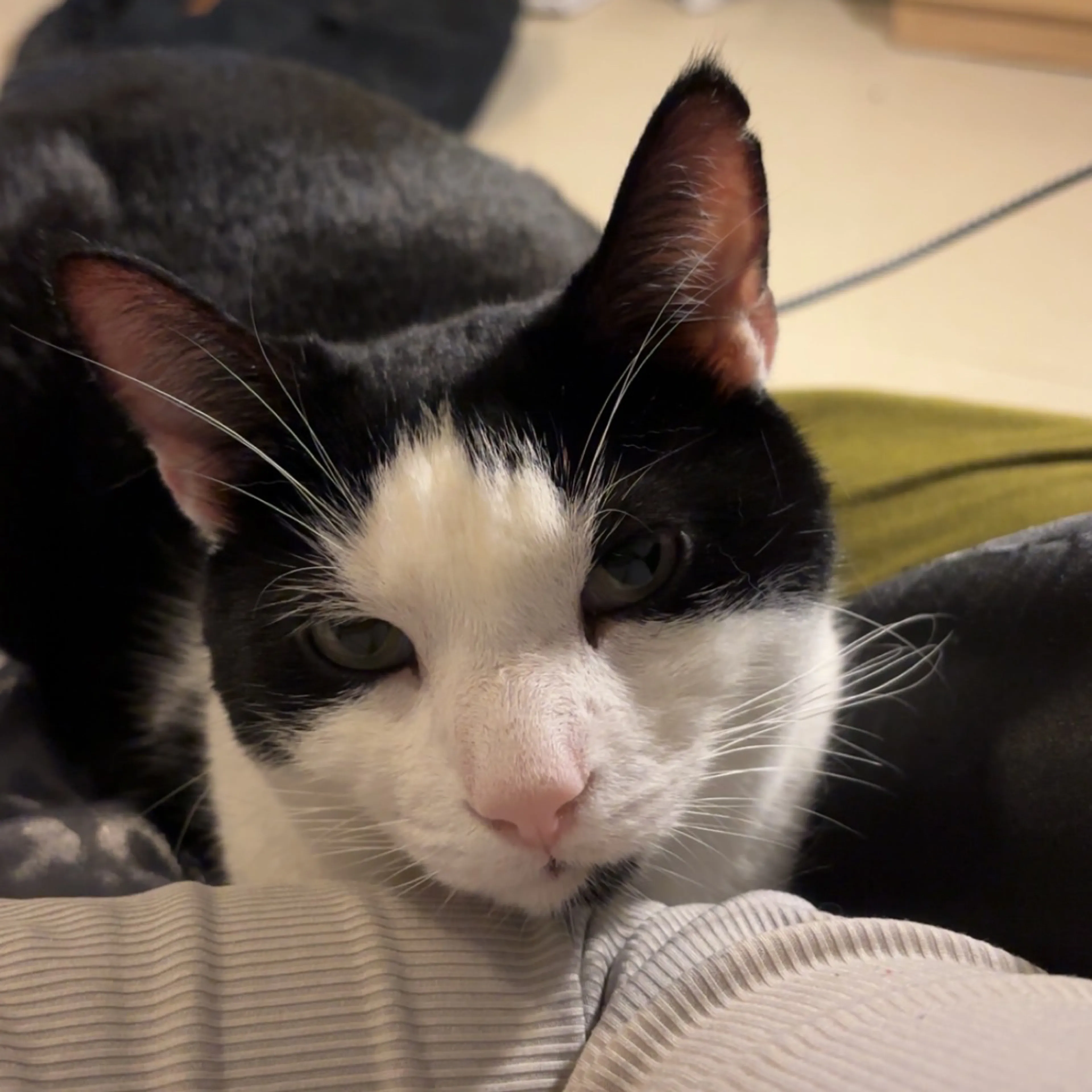 Lost pet-2