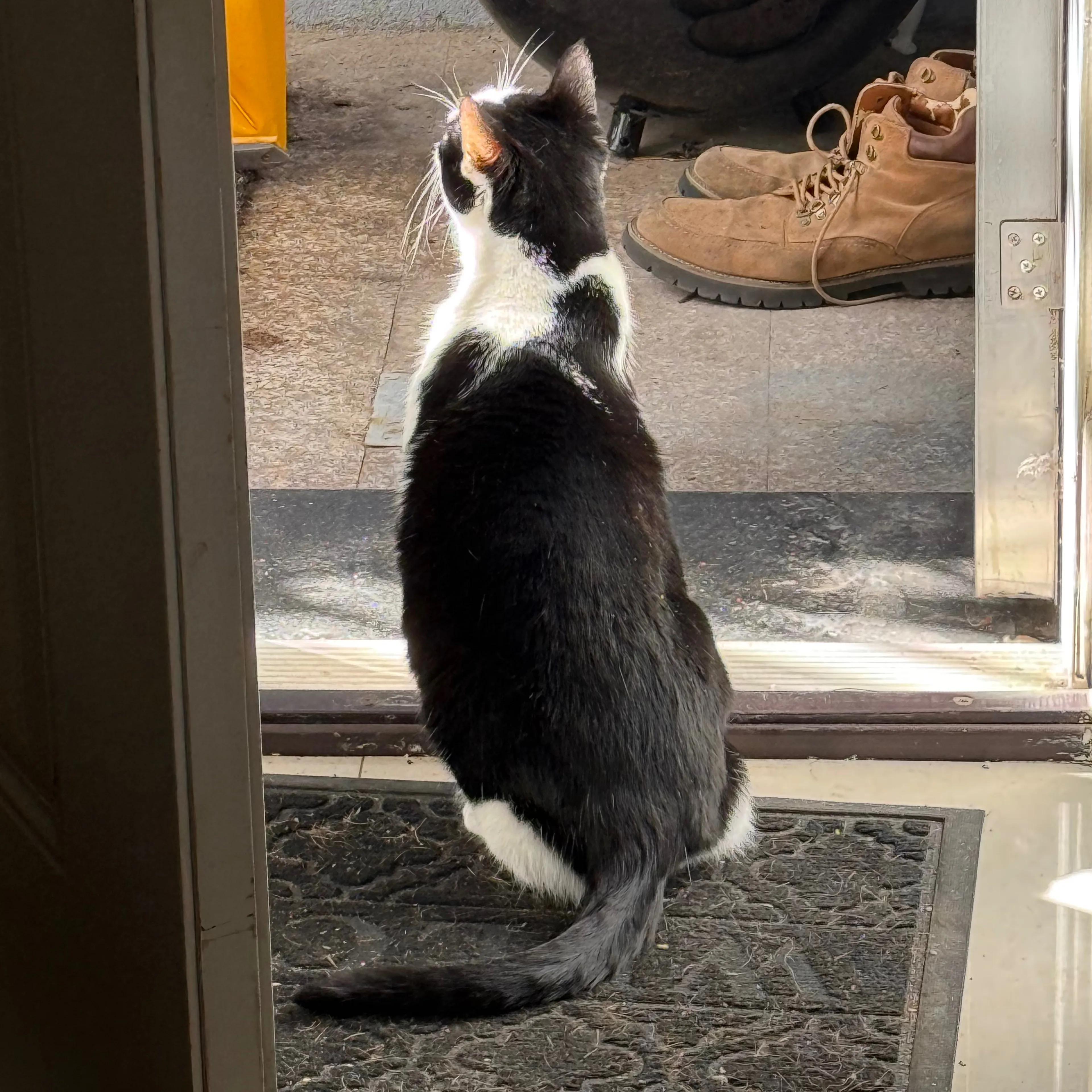 Lost pet-3