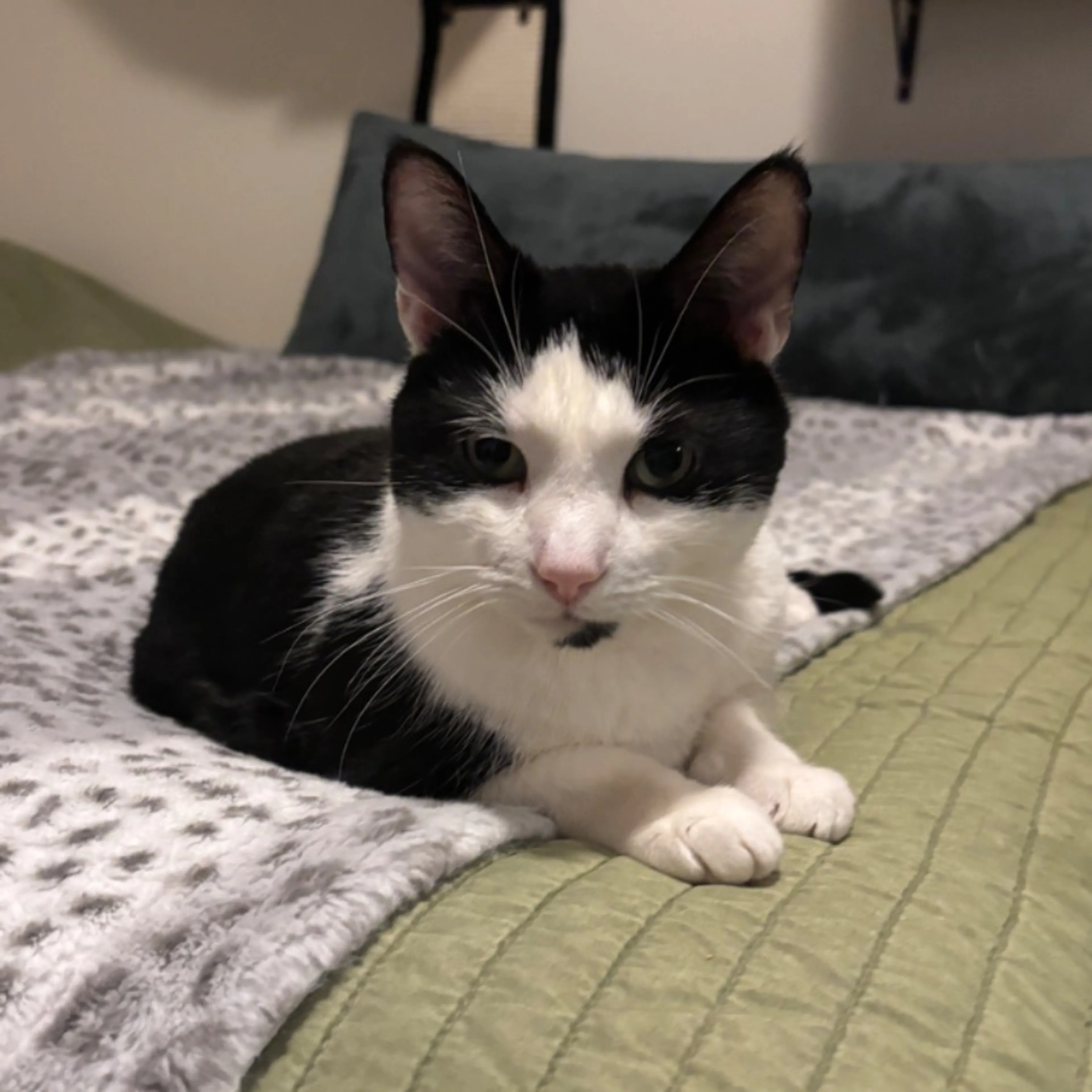 Lost pet-0