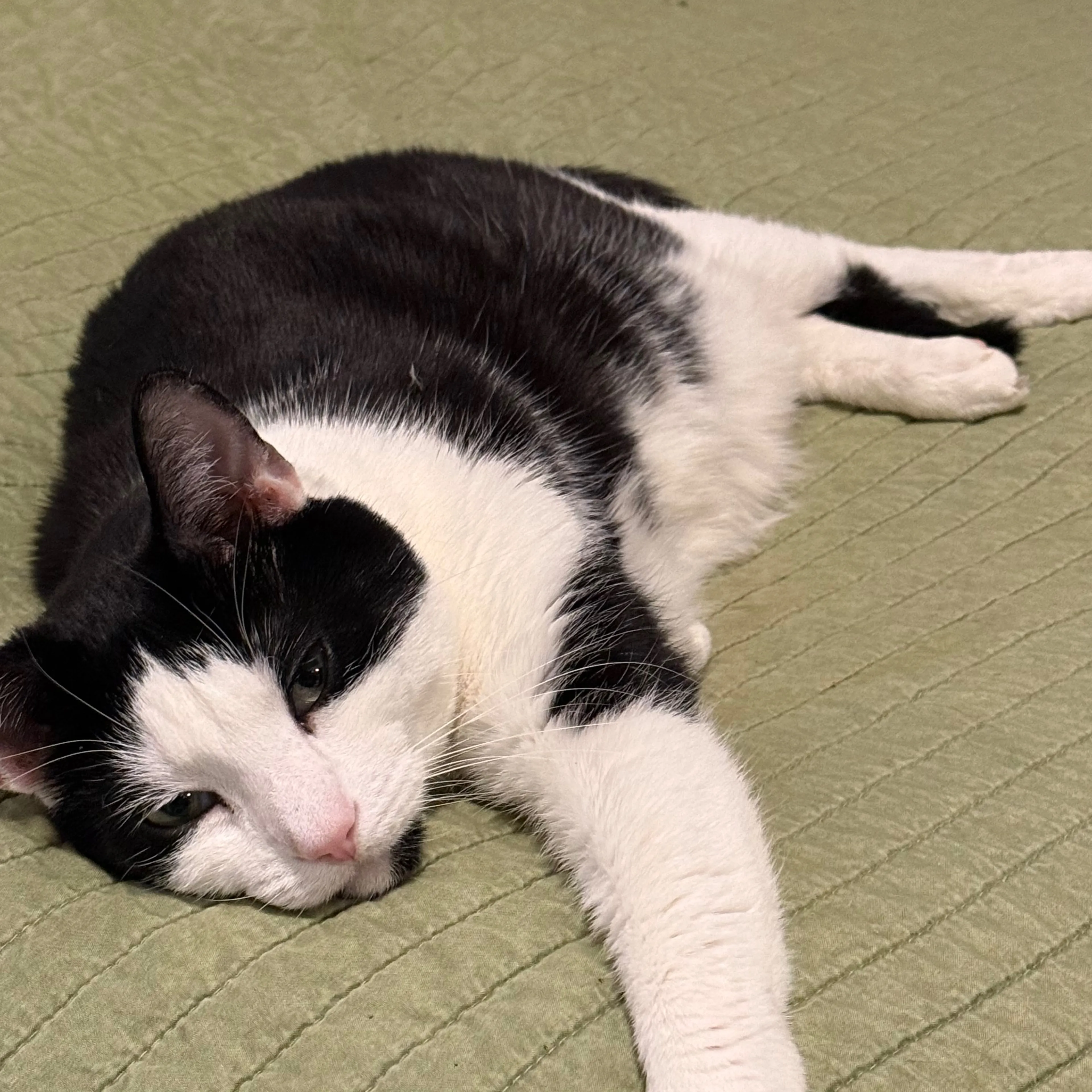 Lost pet-1