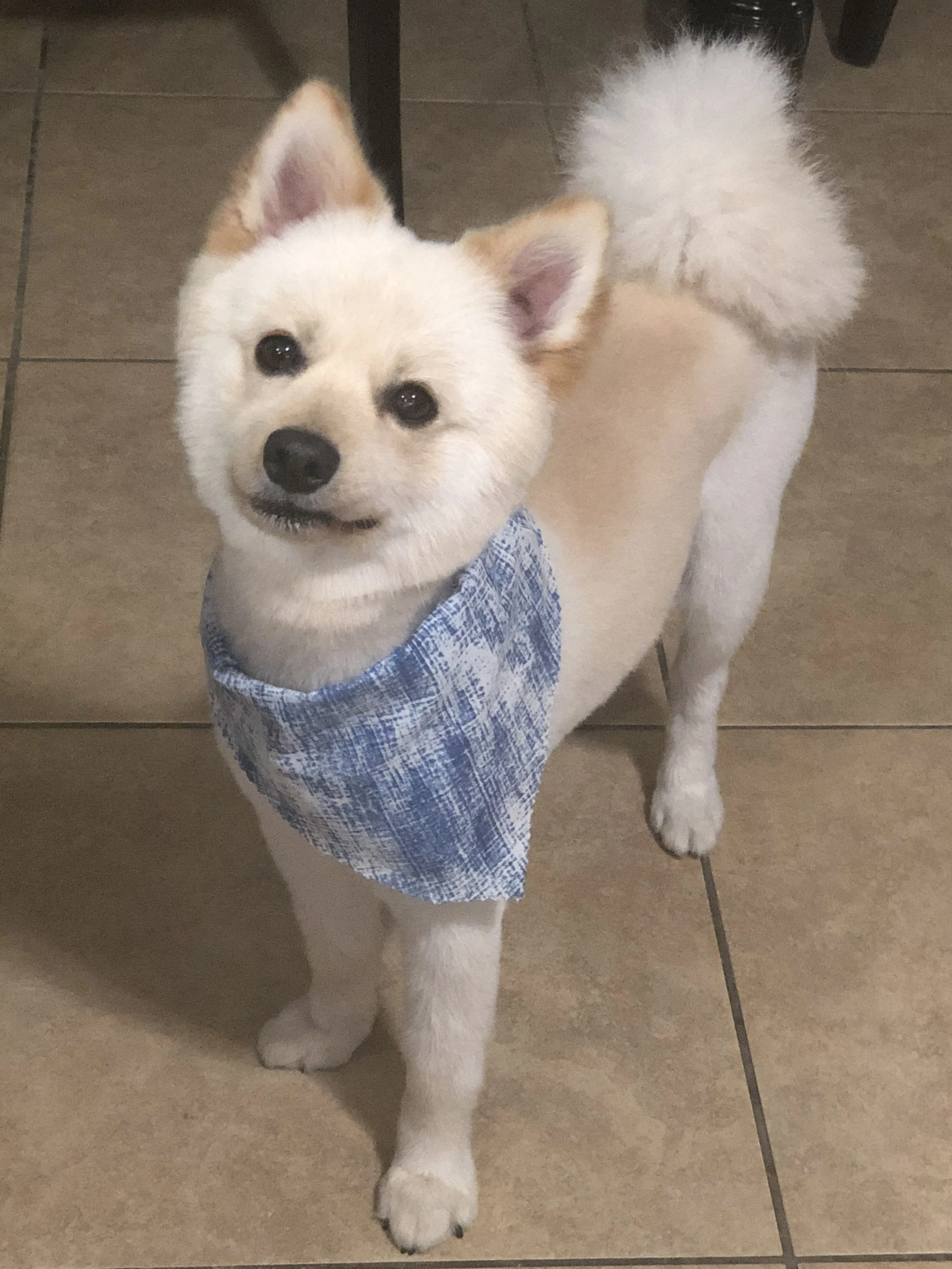 Lost pet-2
