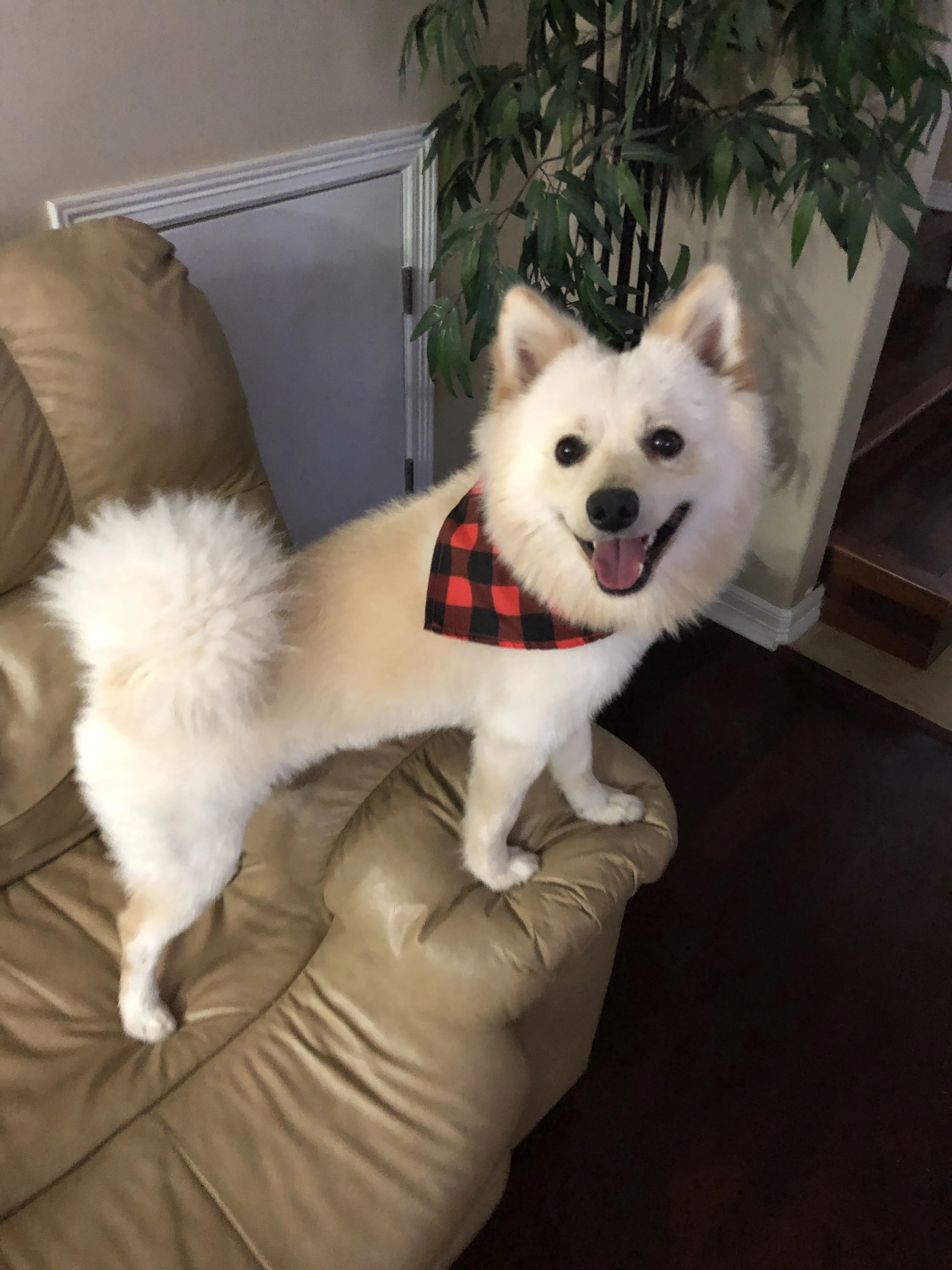 Lost pet-1