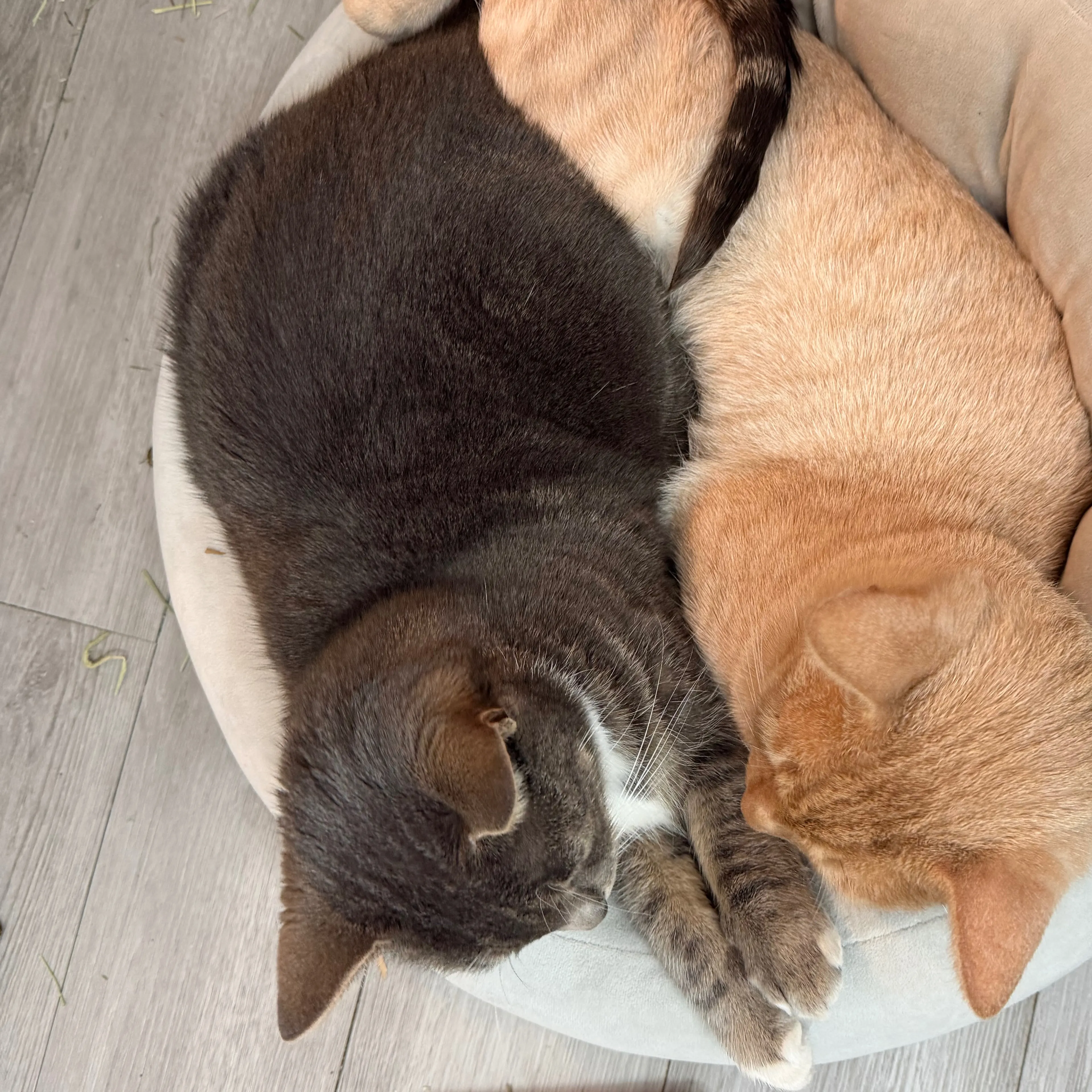 Lost pet-1