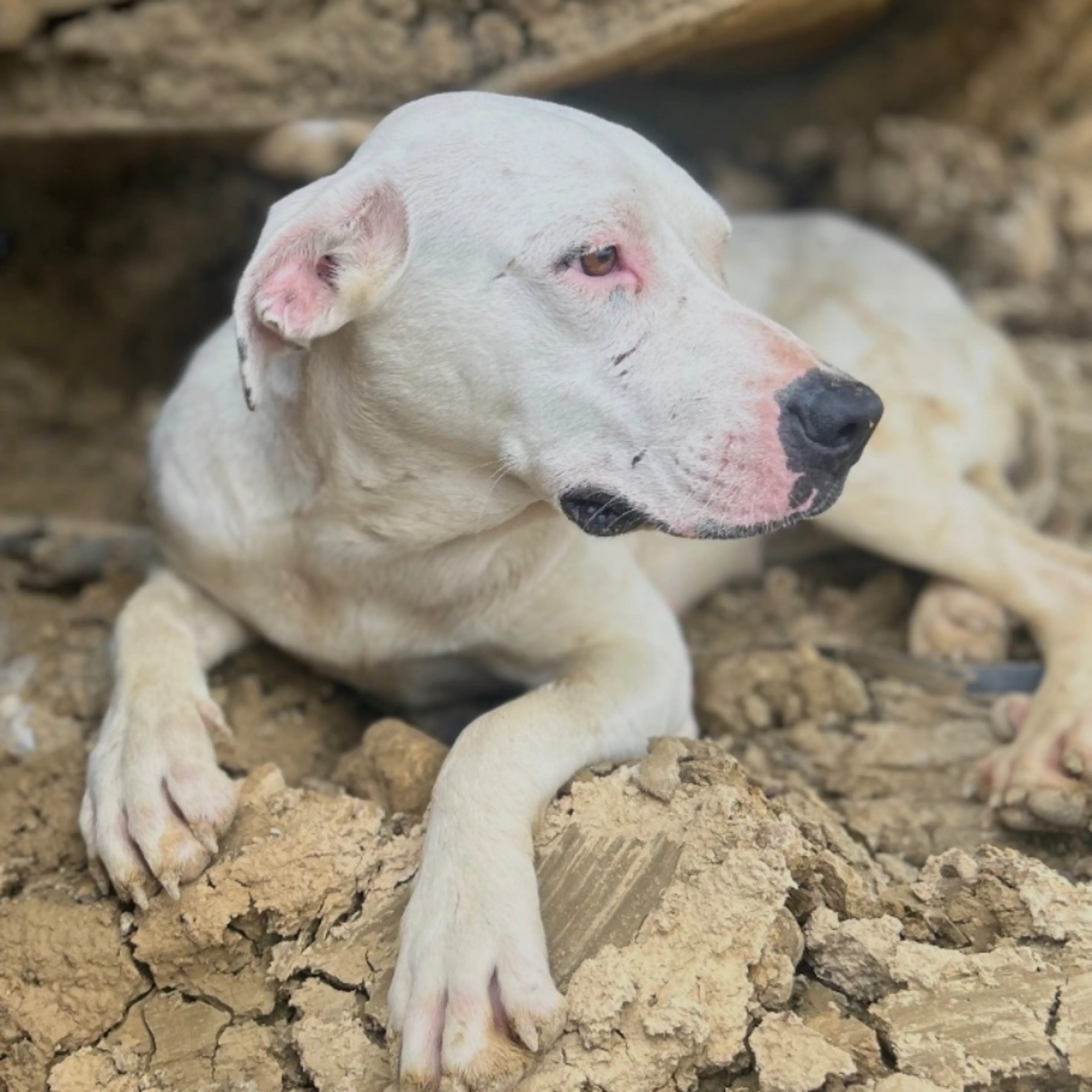 Lost pet