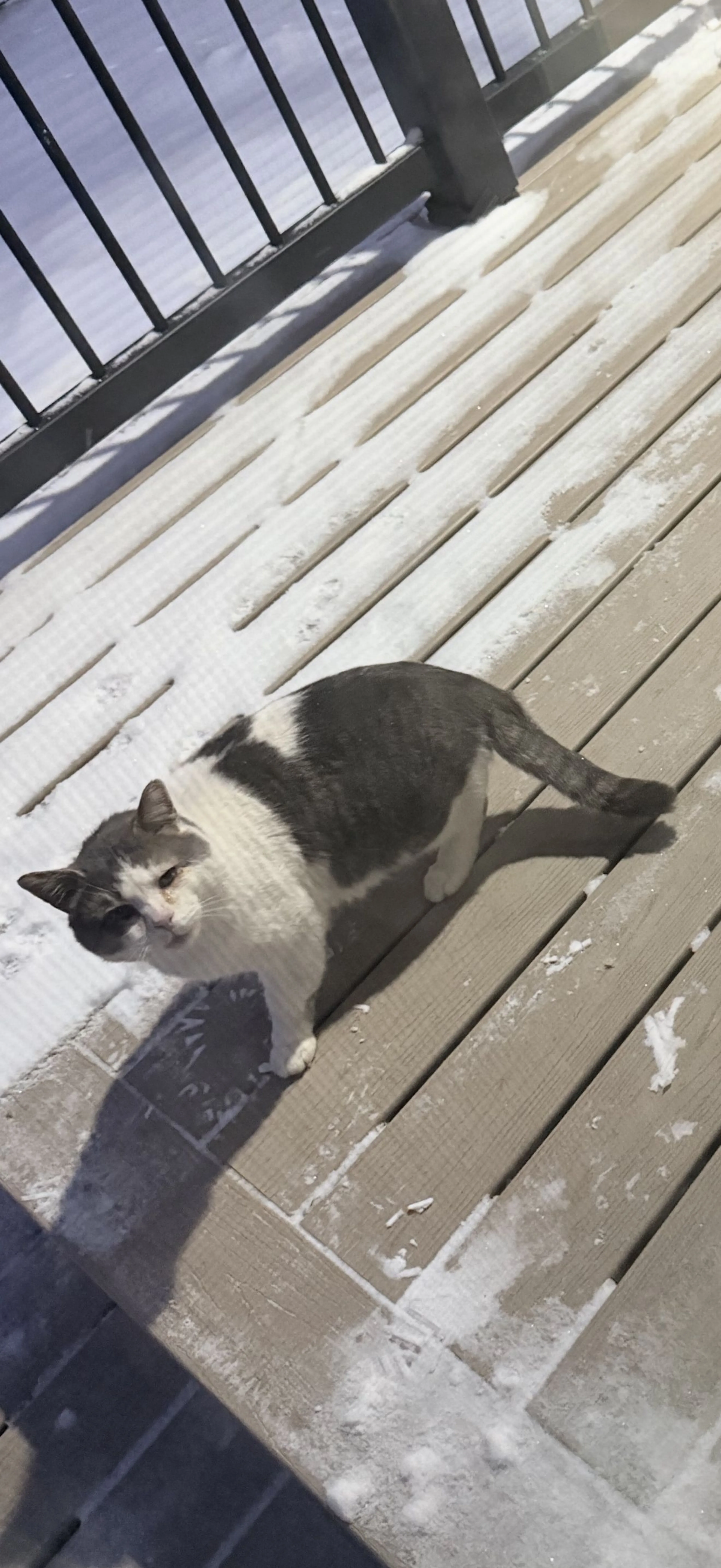 Lost pet