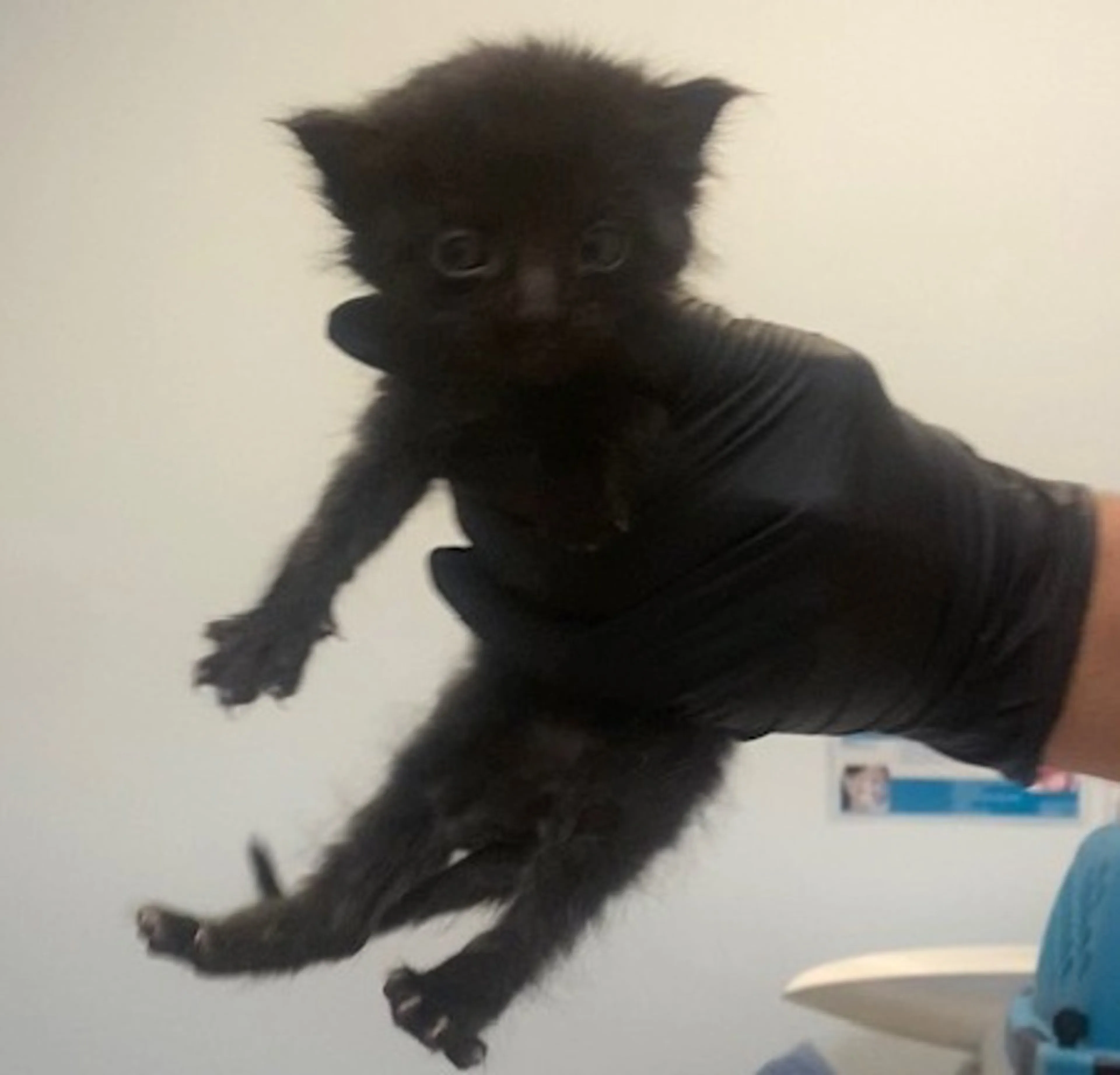 Found pet-2