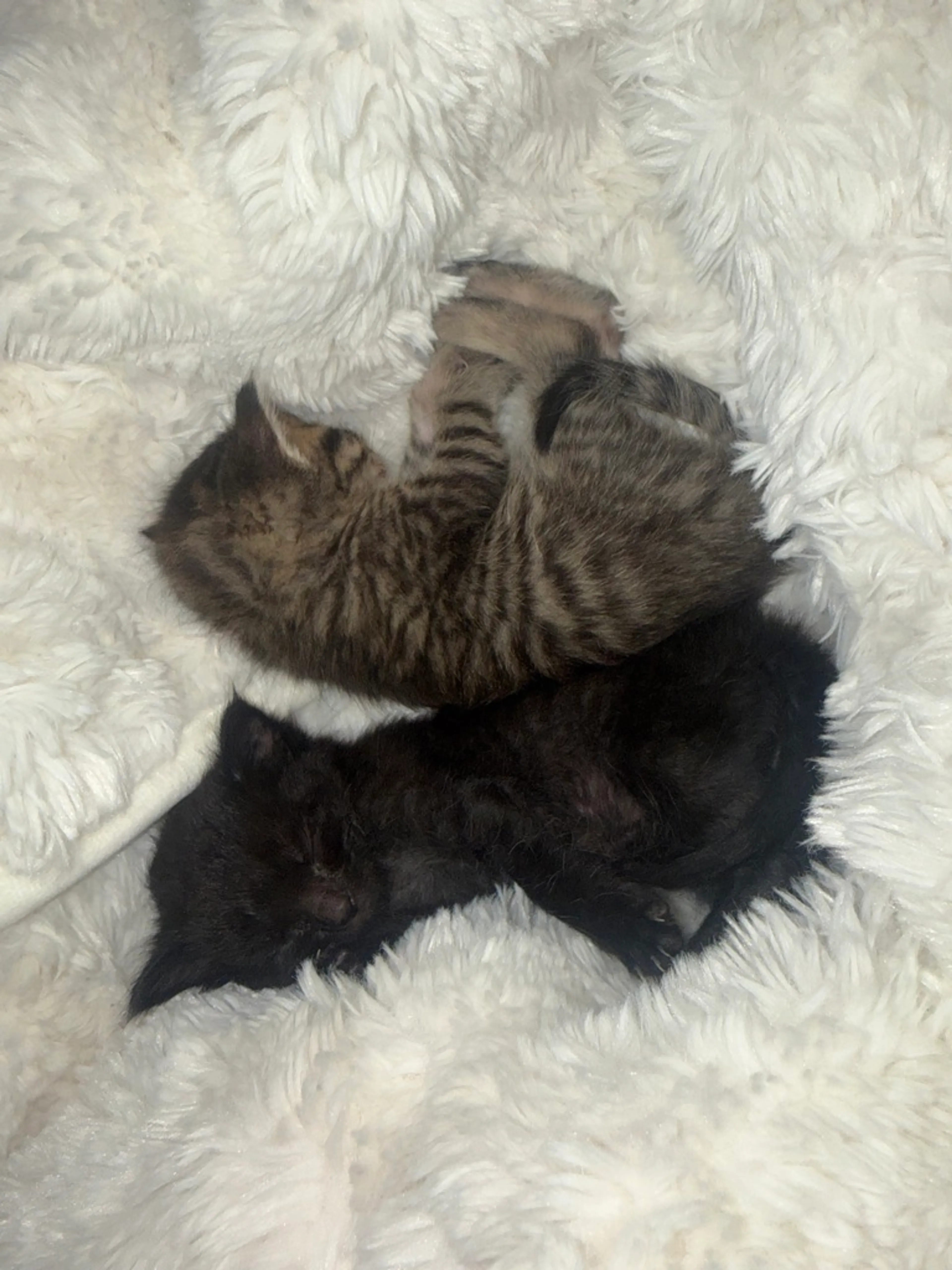 Found pet-1