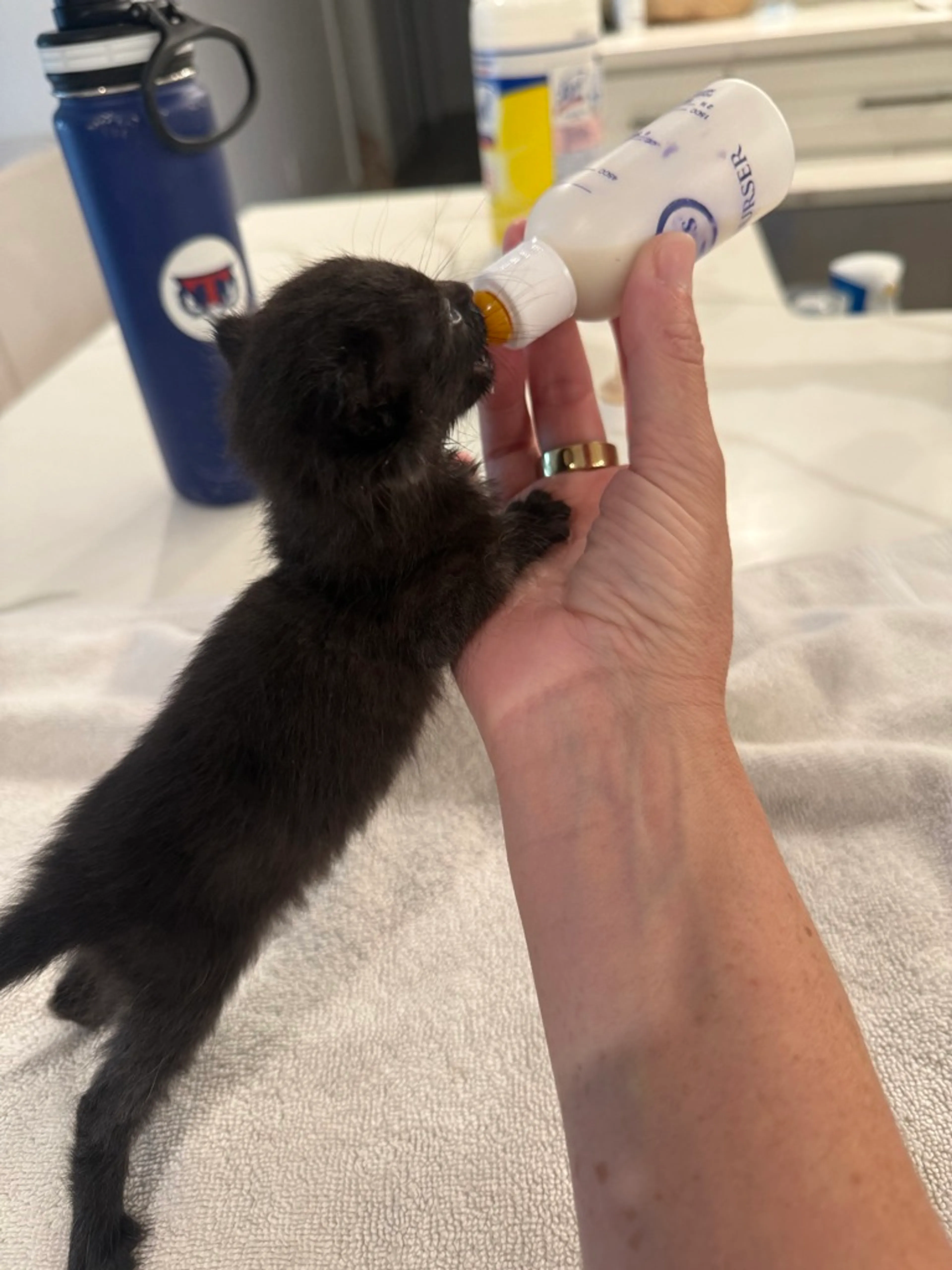 Found pet-0