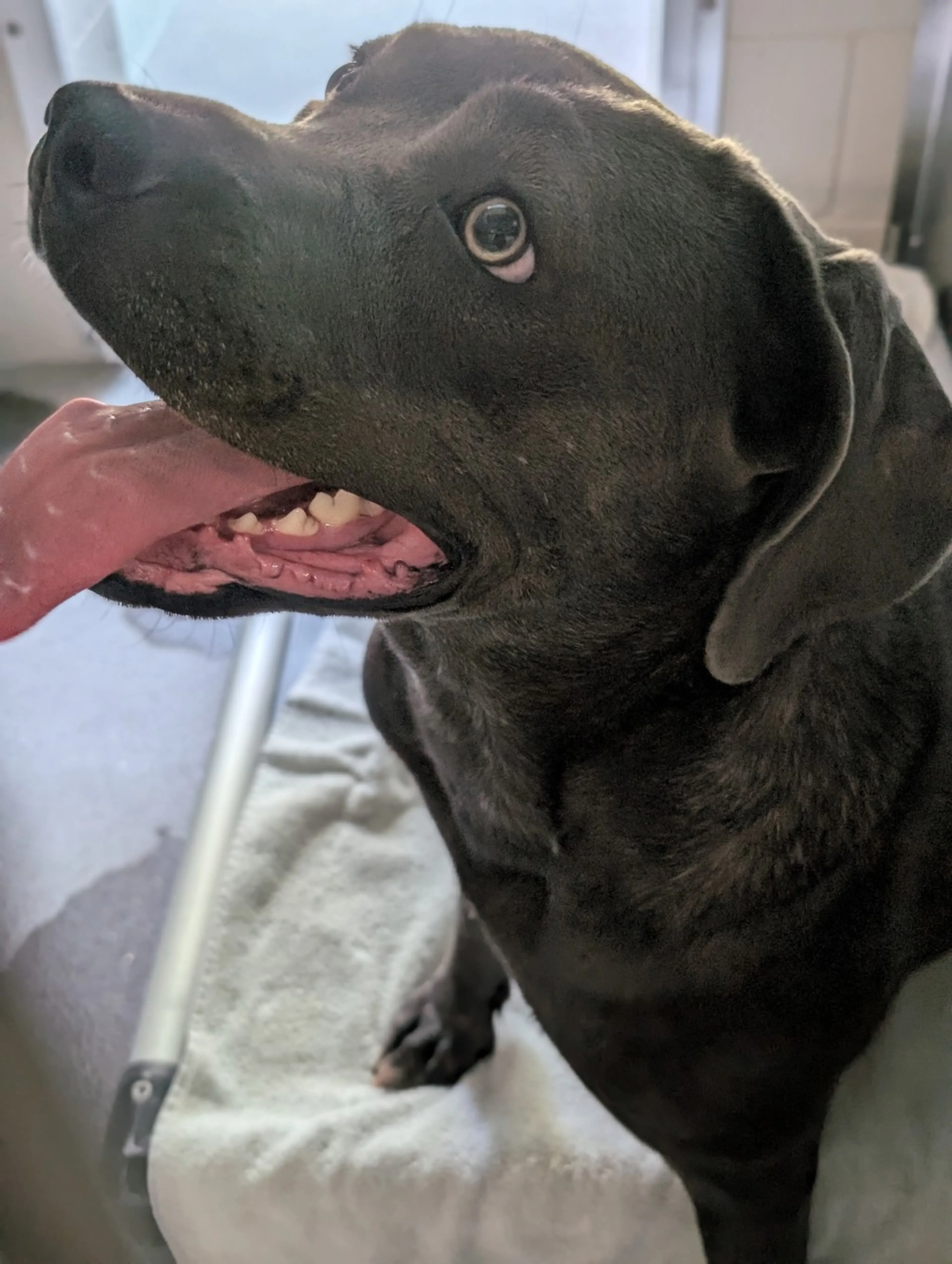 Found pet