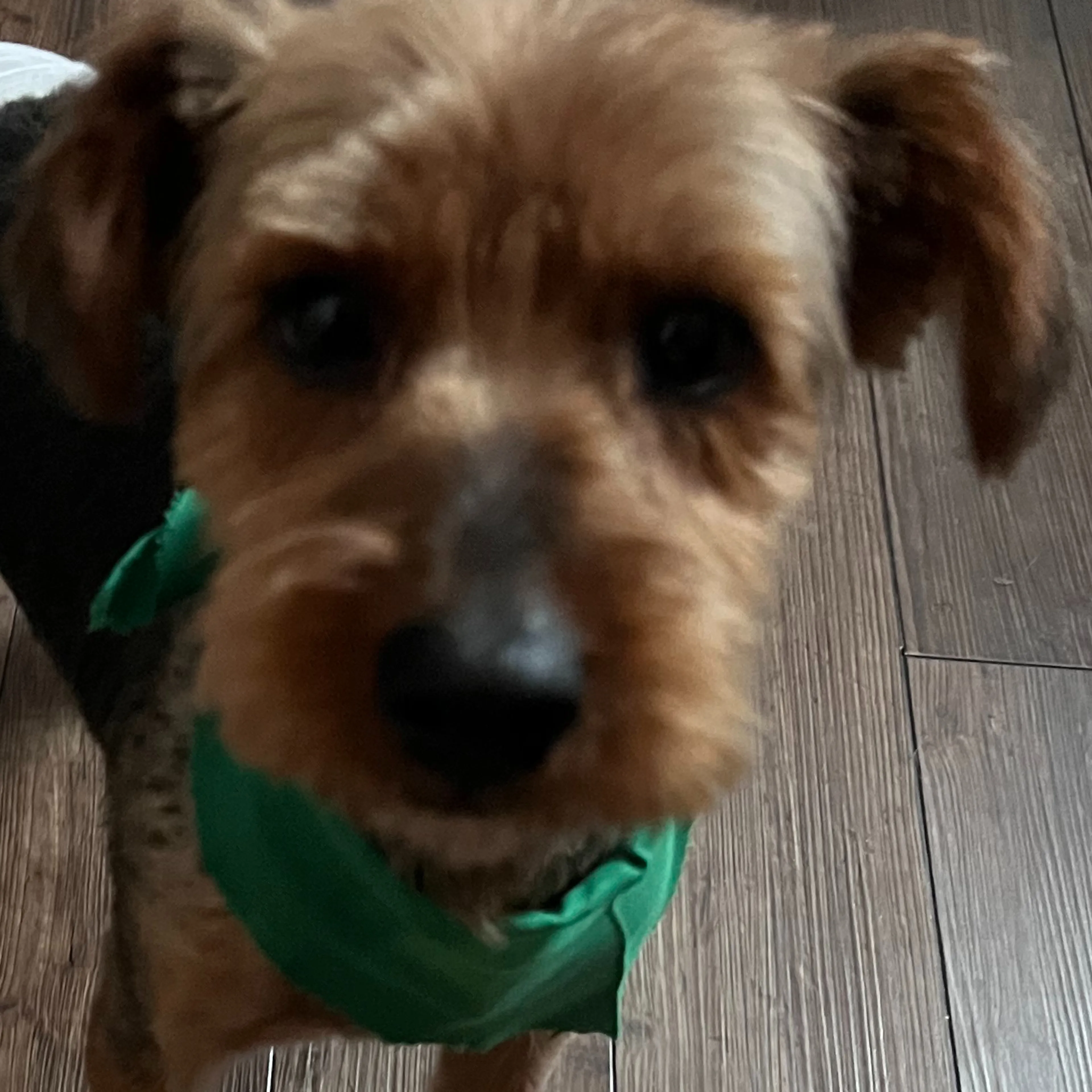 Found pet-2