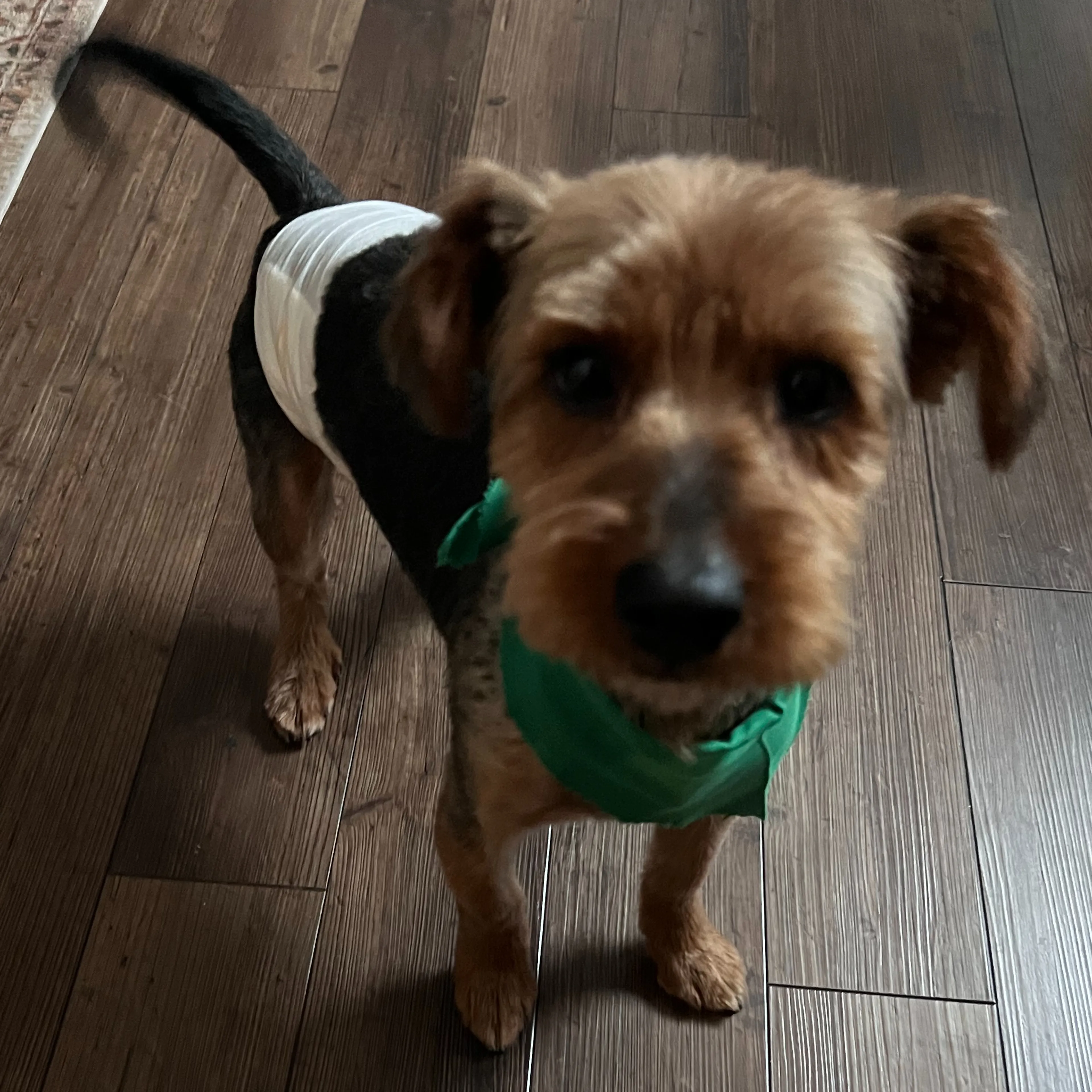 Found pet-1