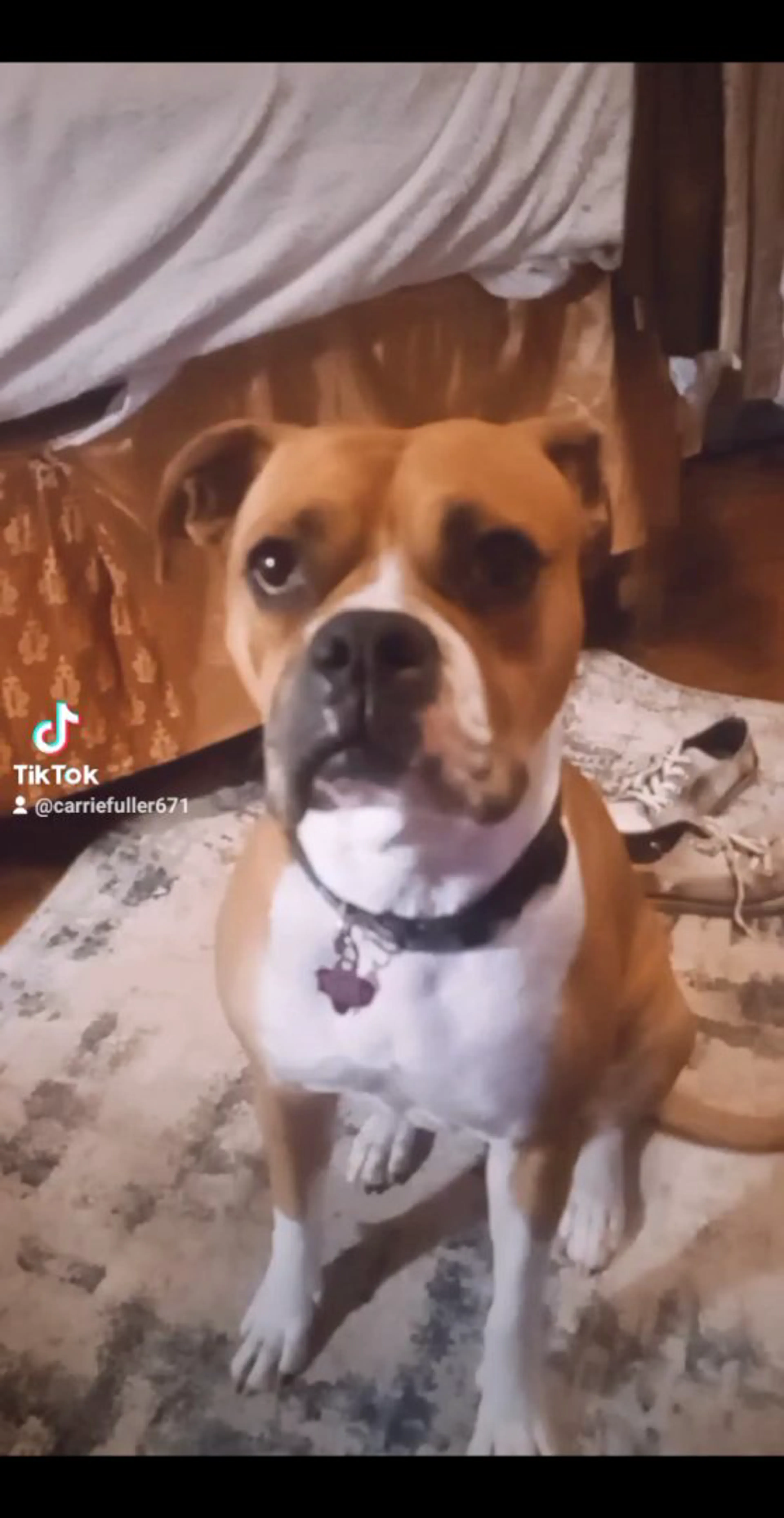 Lost pet
