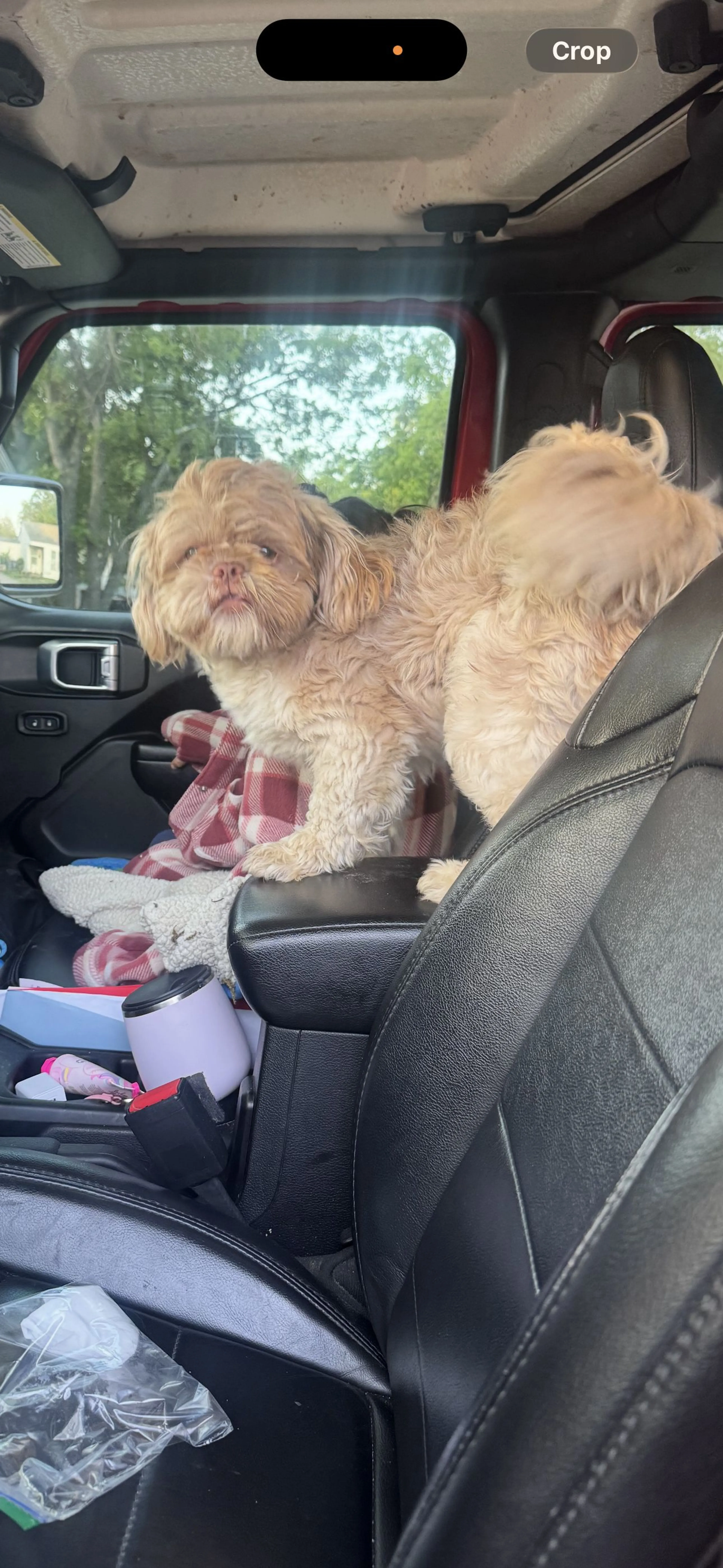 Lost pet