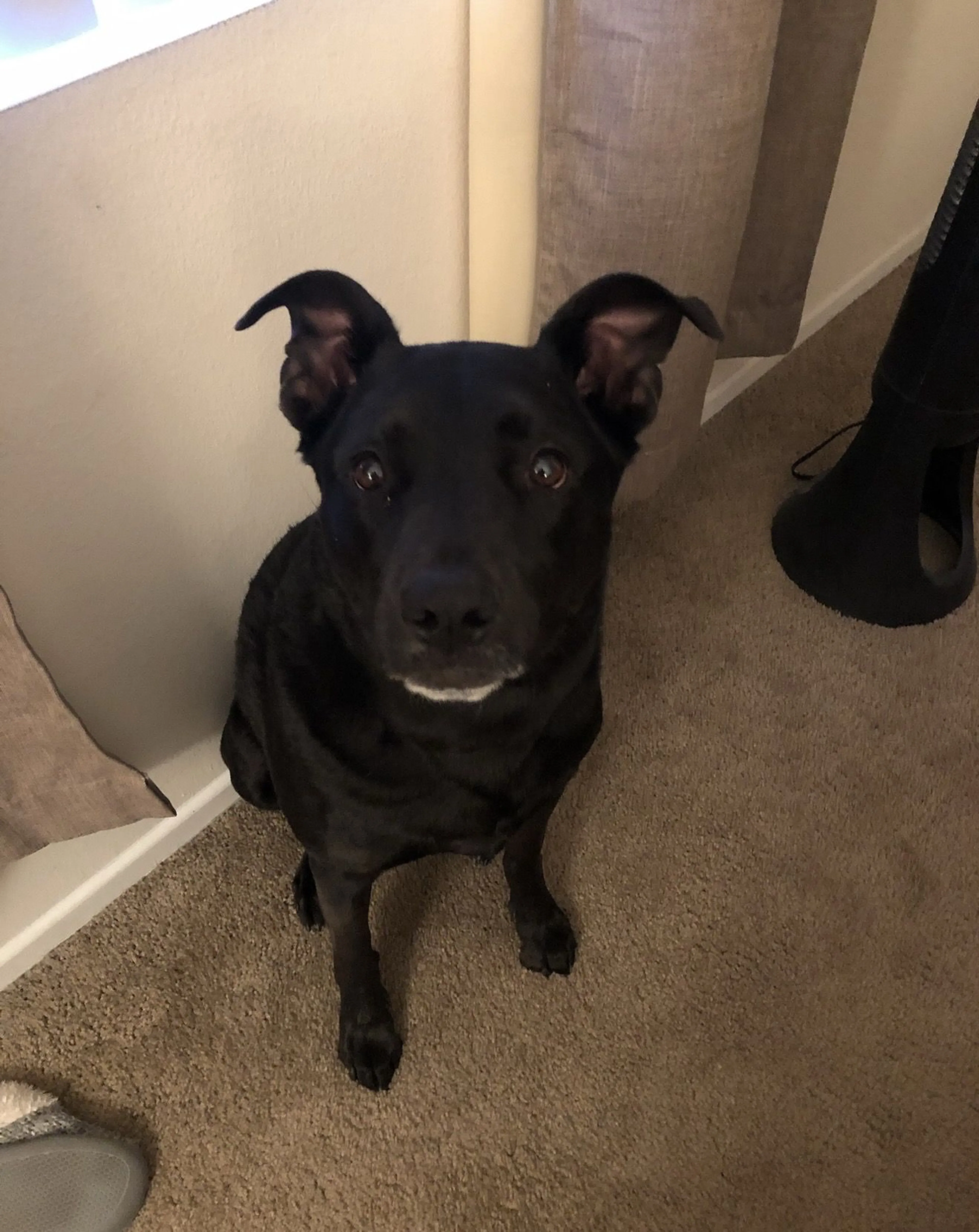 Lost pet