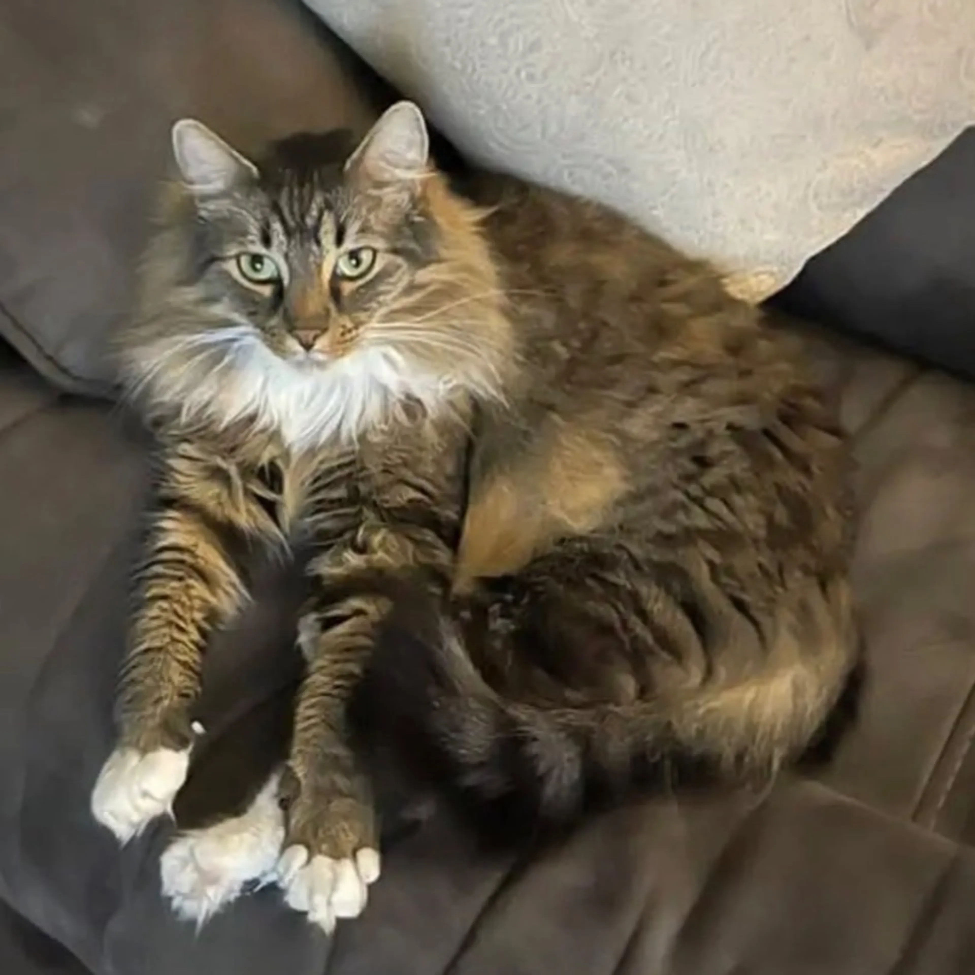 Lost pet