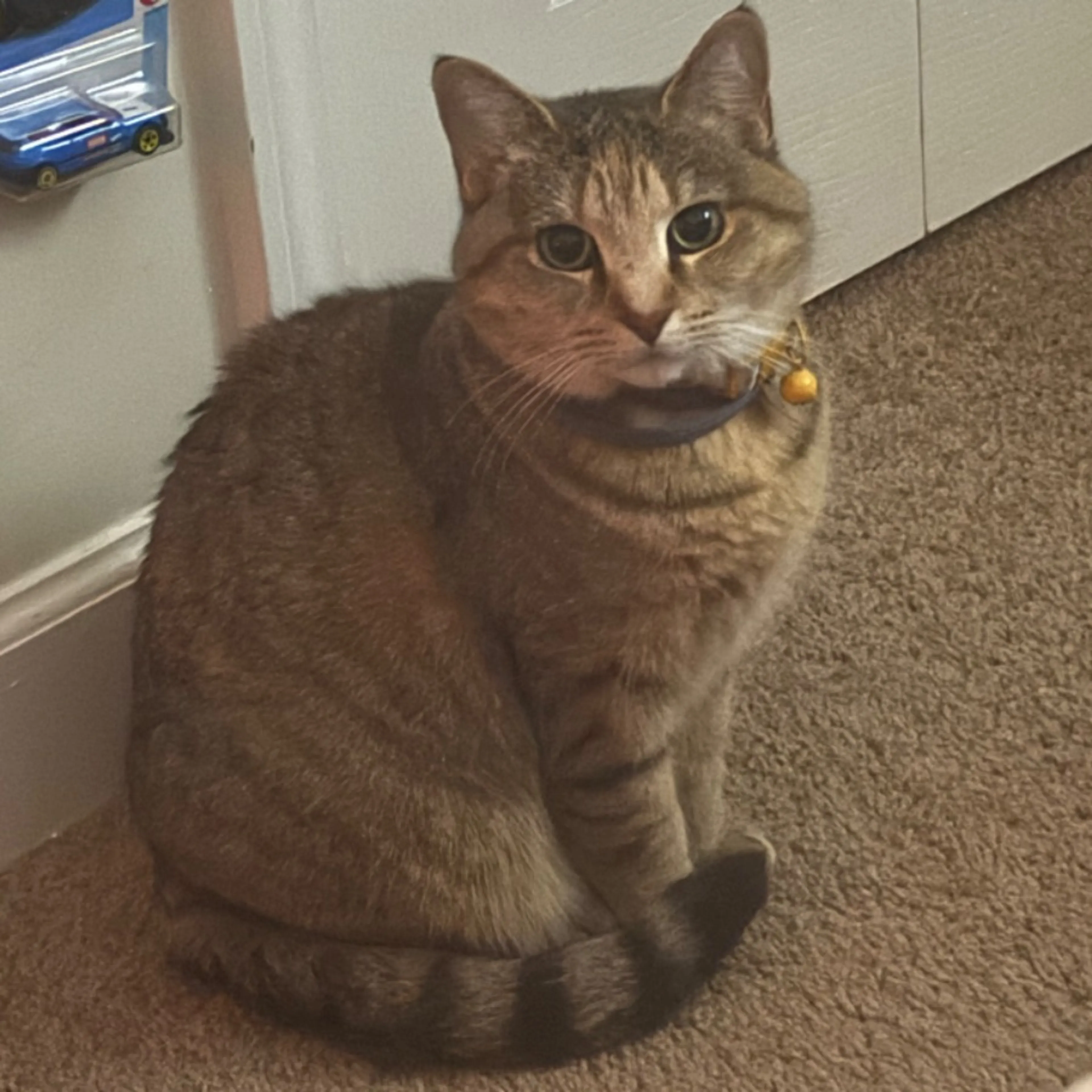 Lost pet