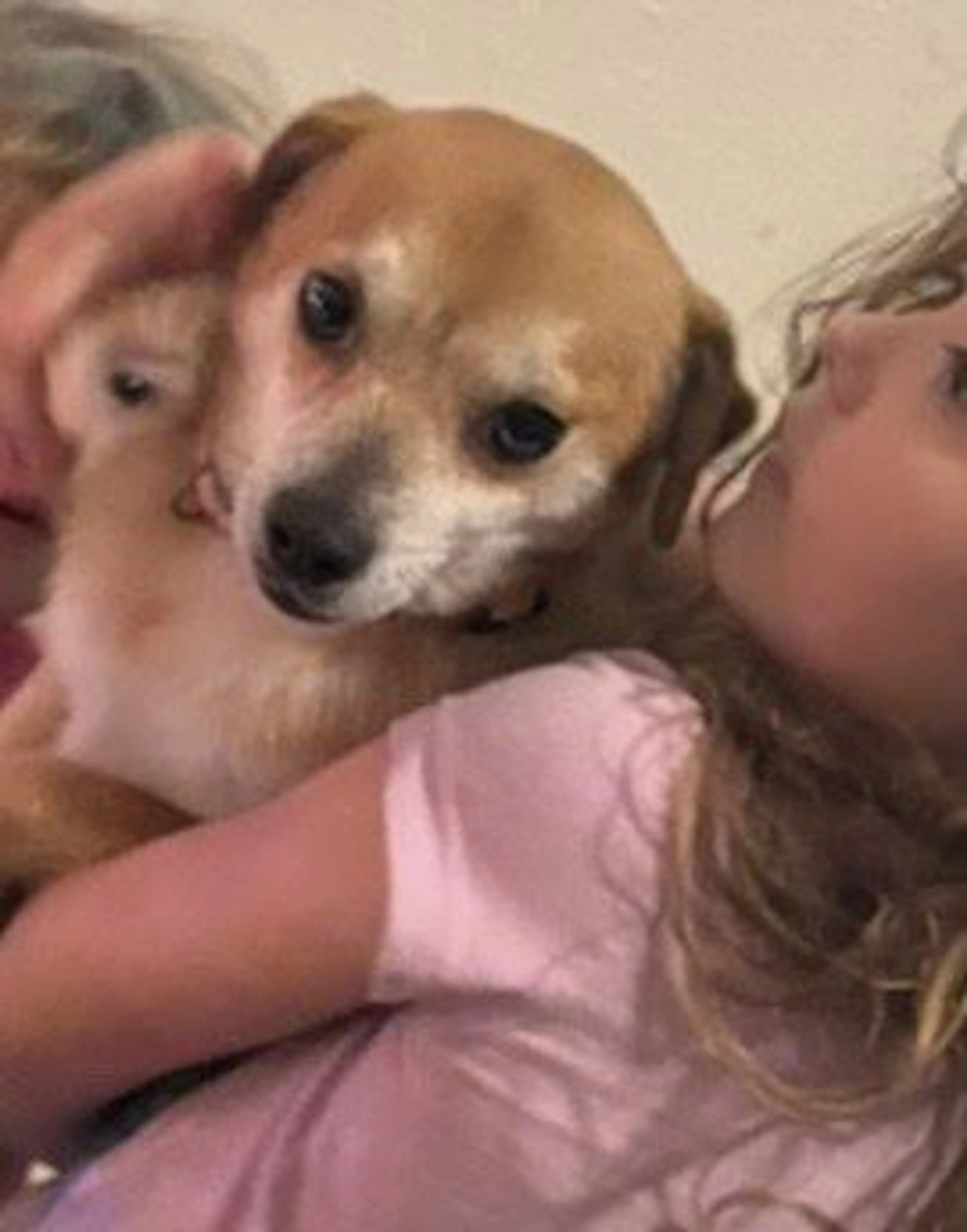 Lost pet-2