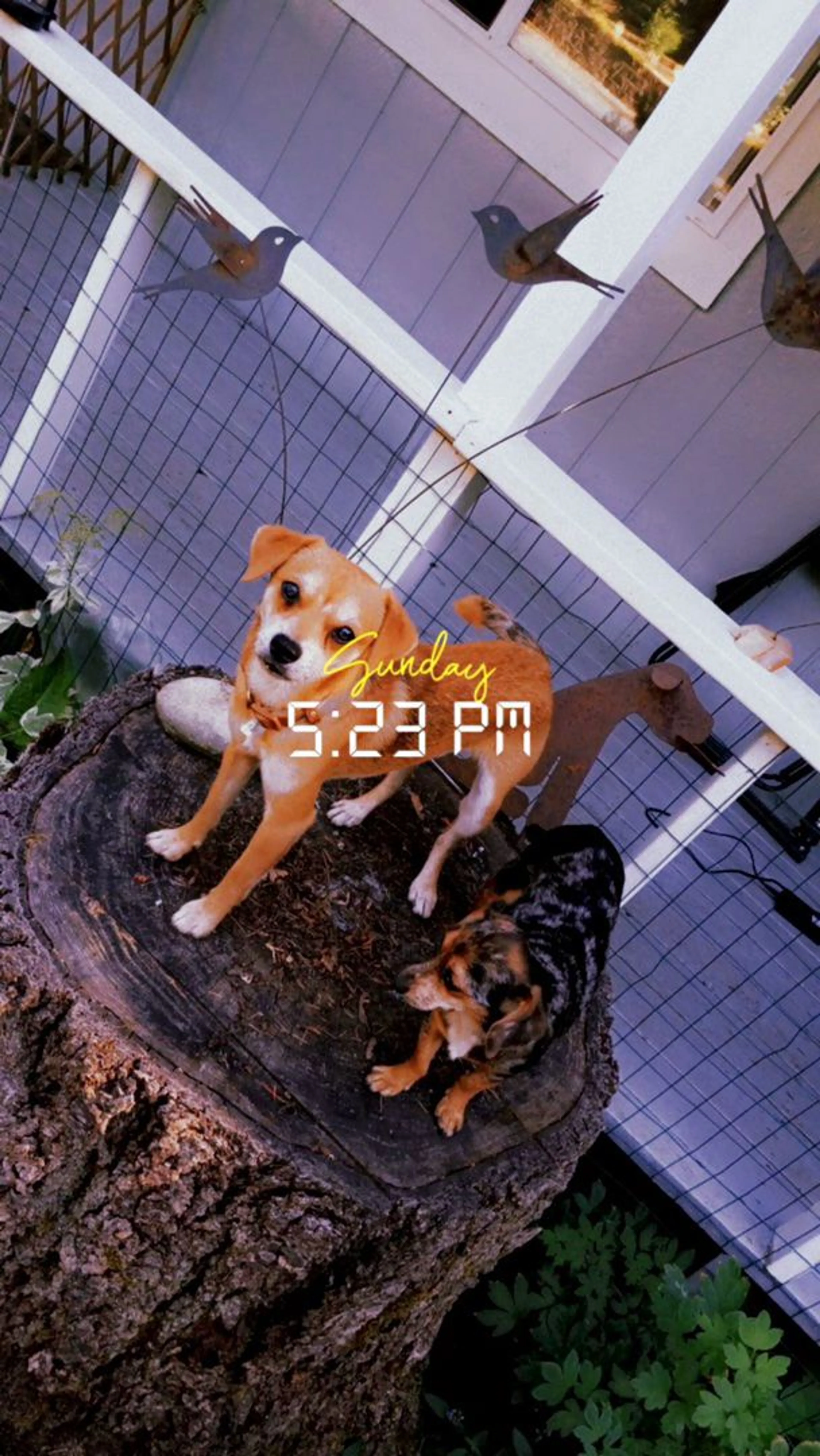 Lost pet-1