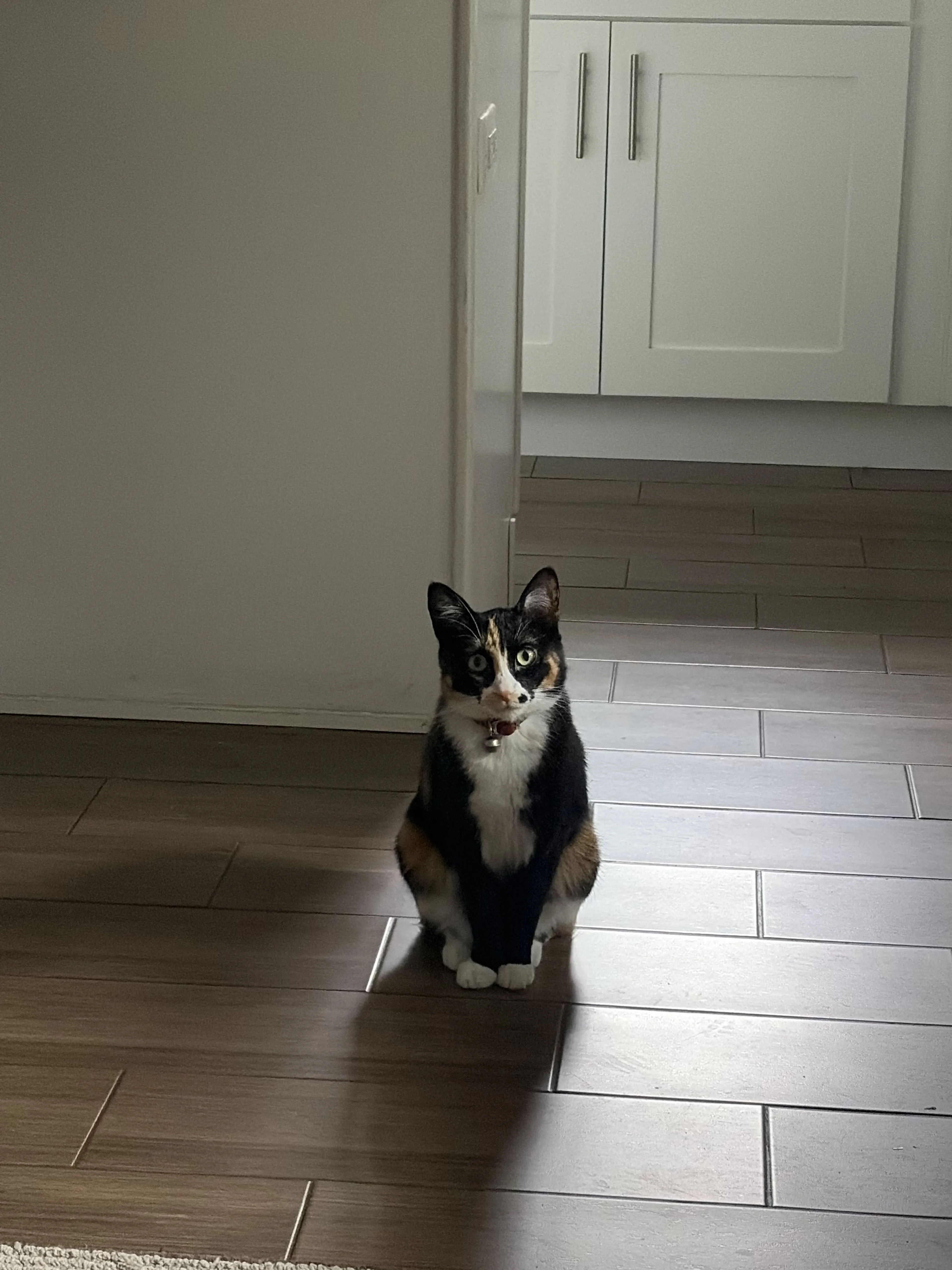 Lost pet-1