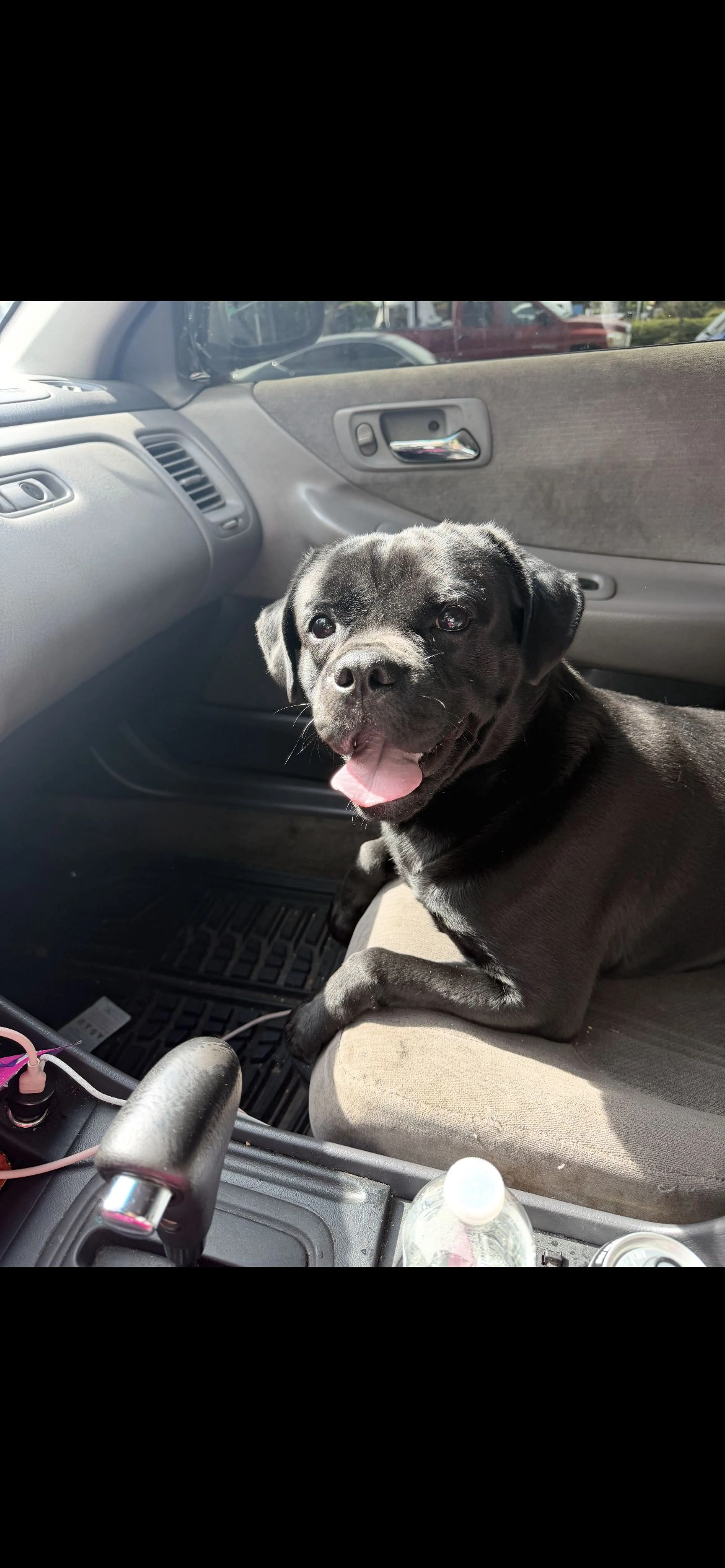 Lost pet
