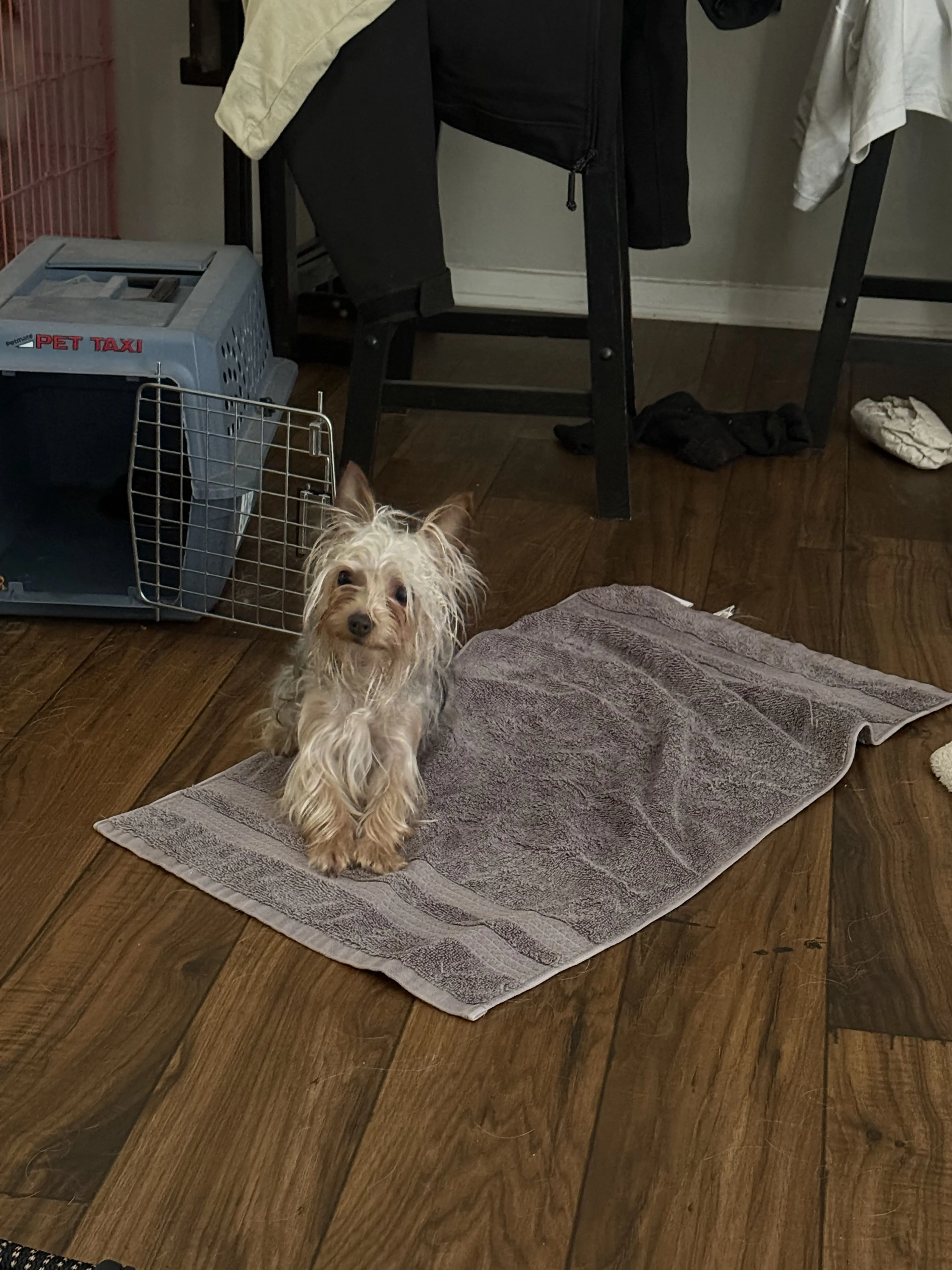 Lost pet
