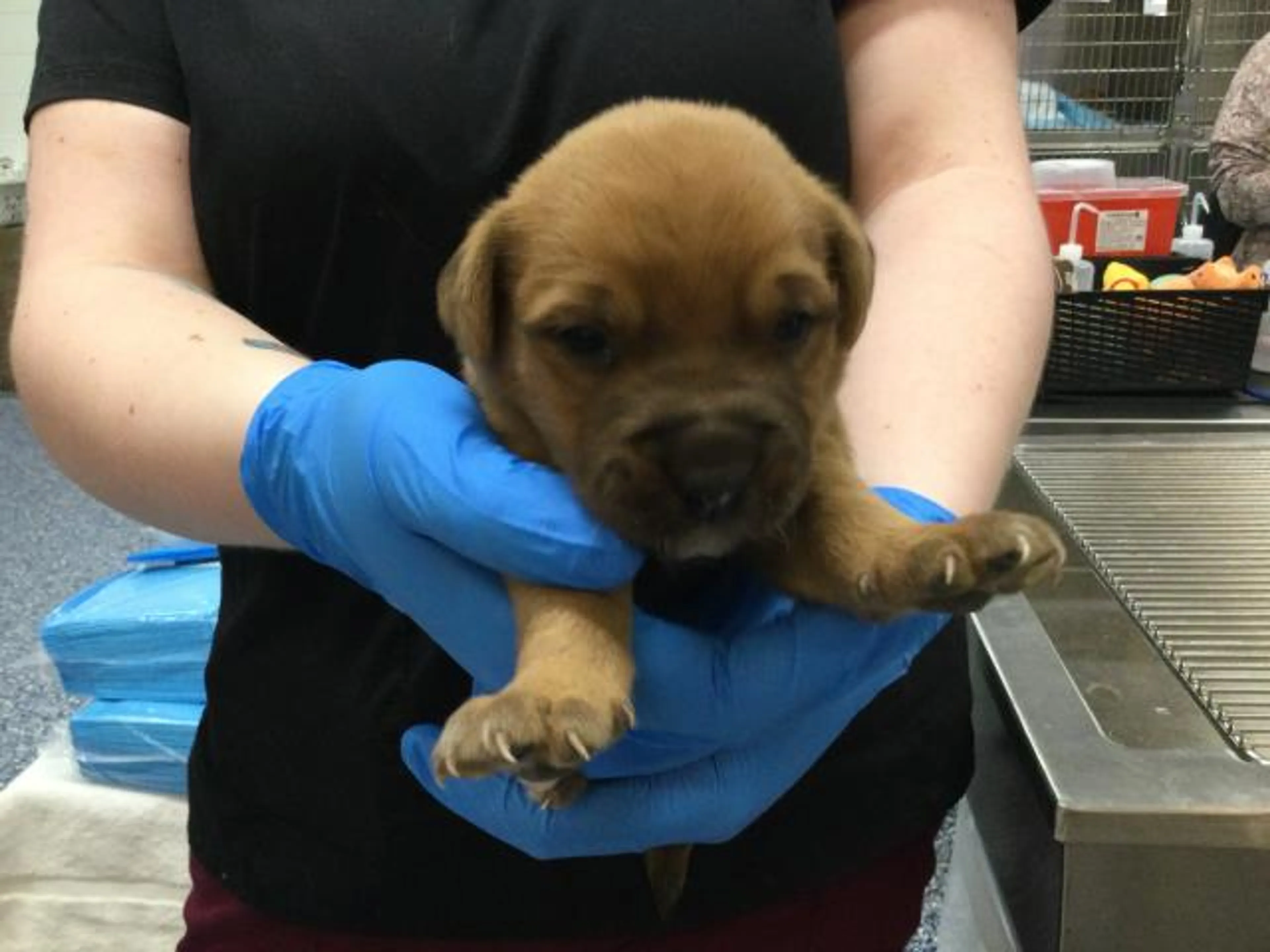 Found pet