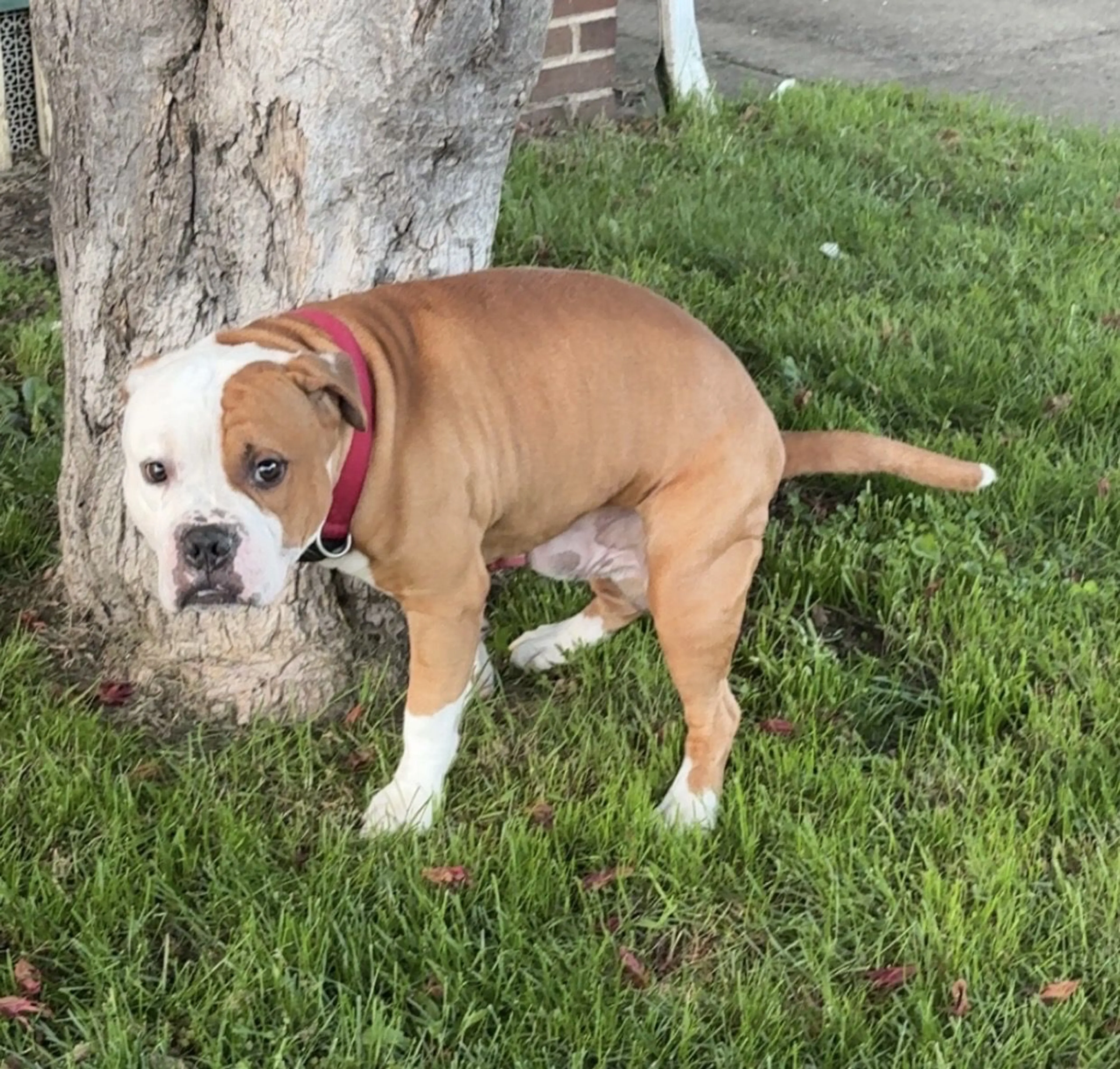 Lost pet