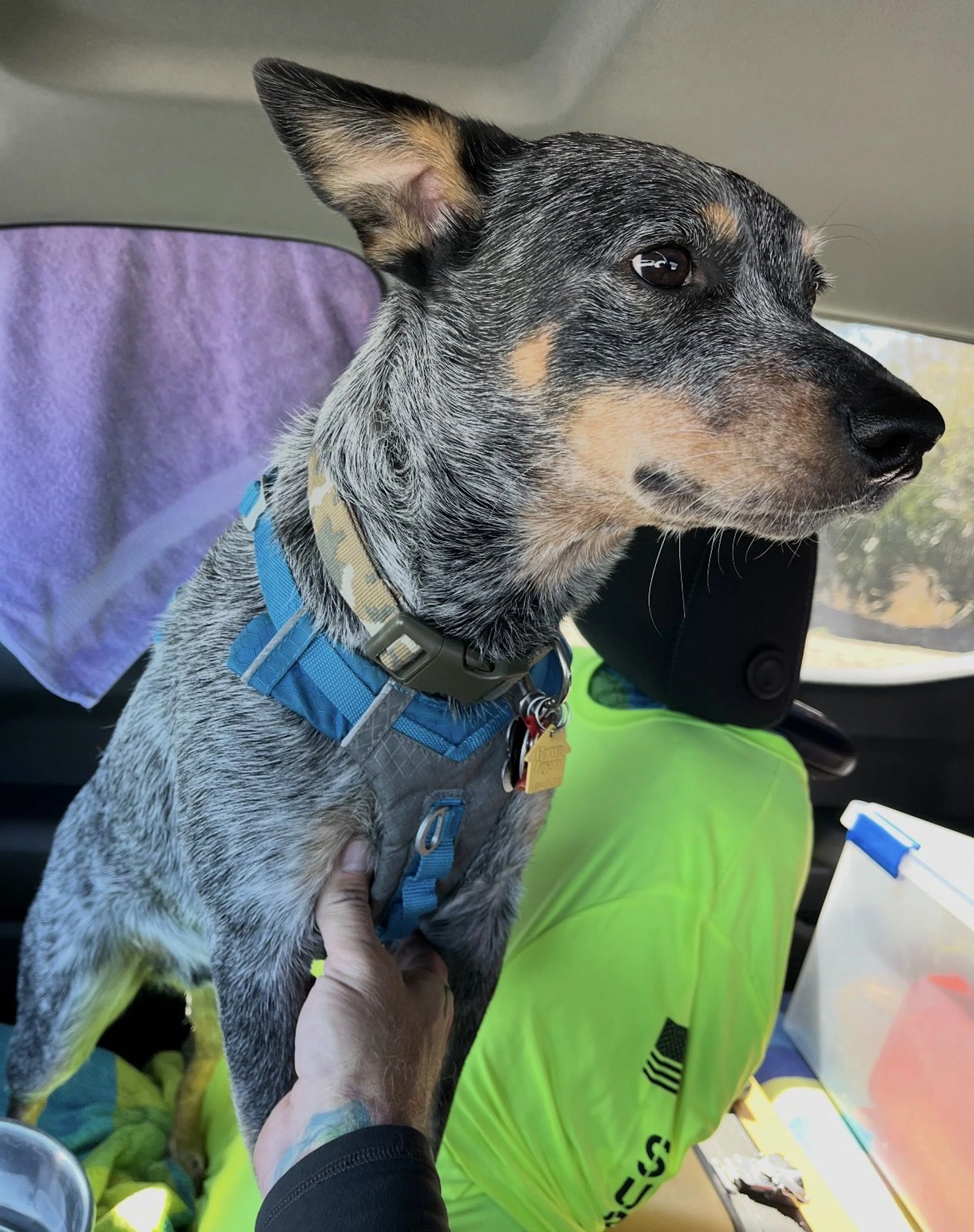 Lost pet