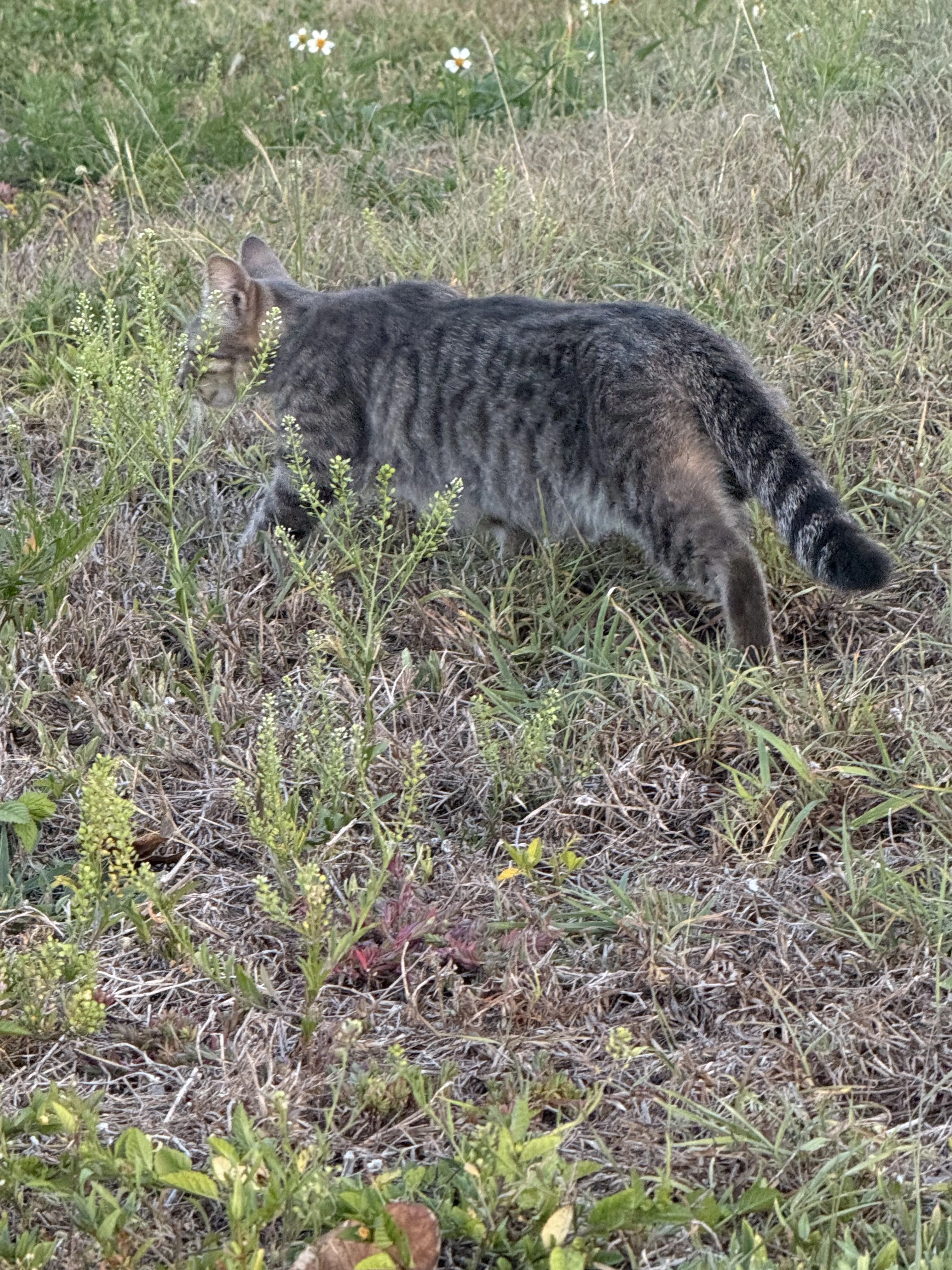 Lost pet-2