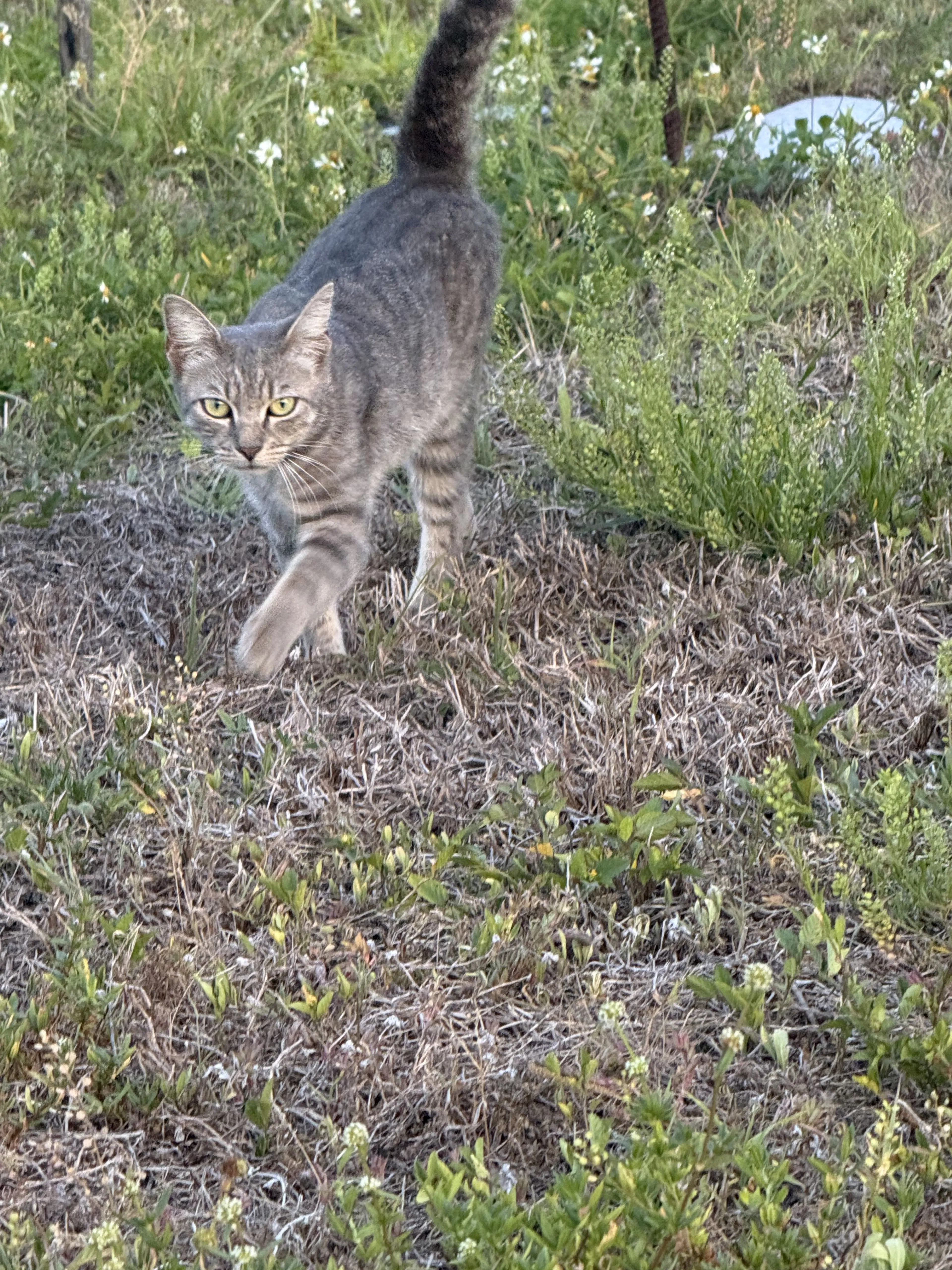Lost pet-1