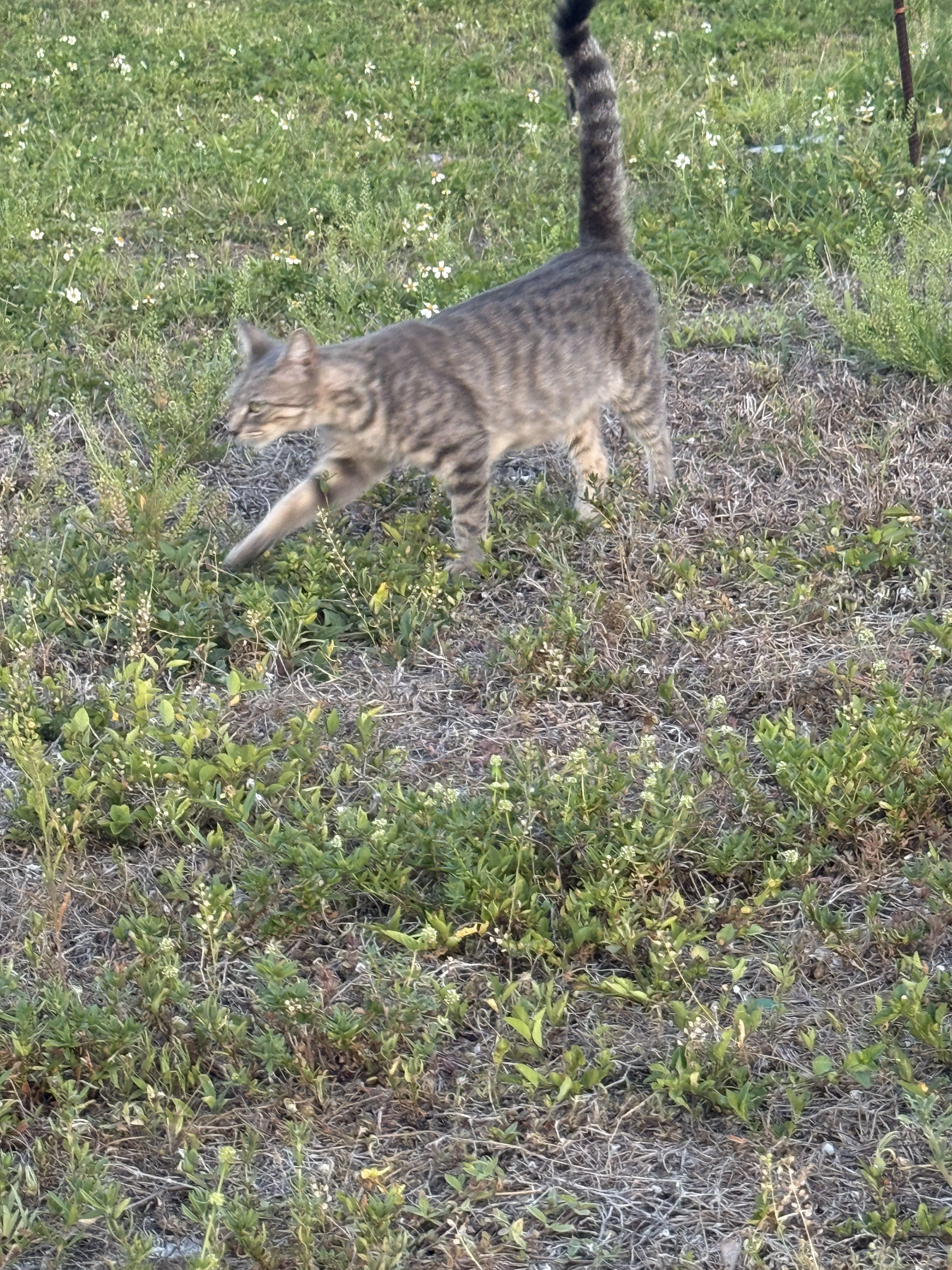 Lost pet-0