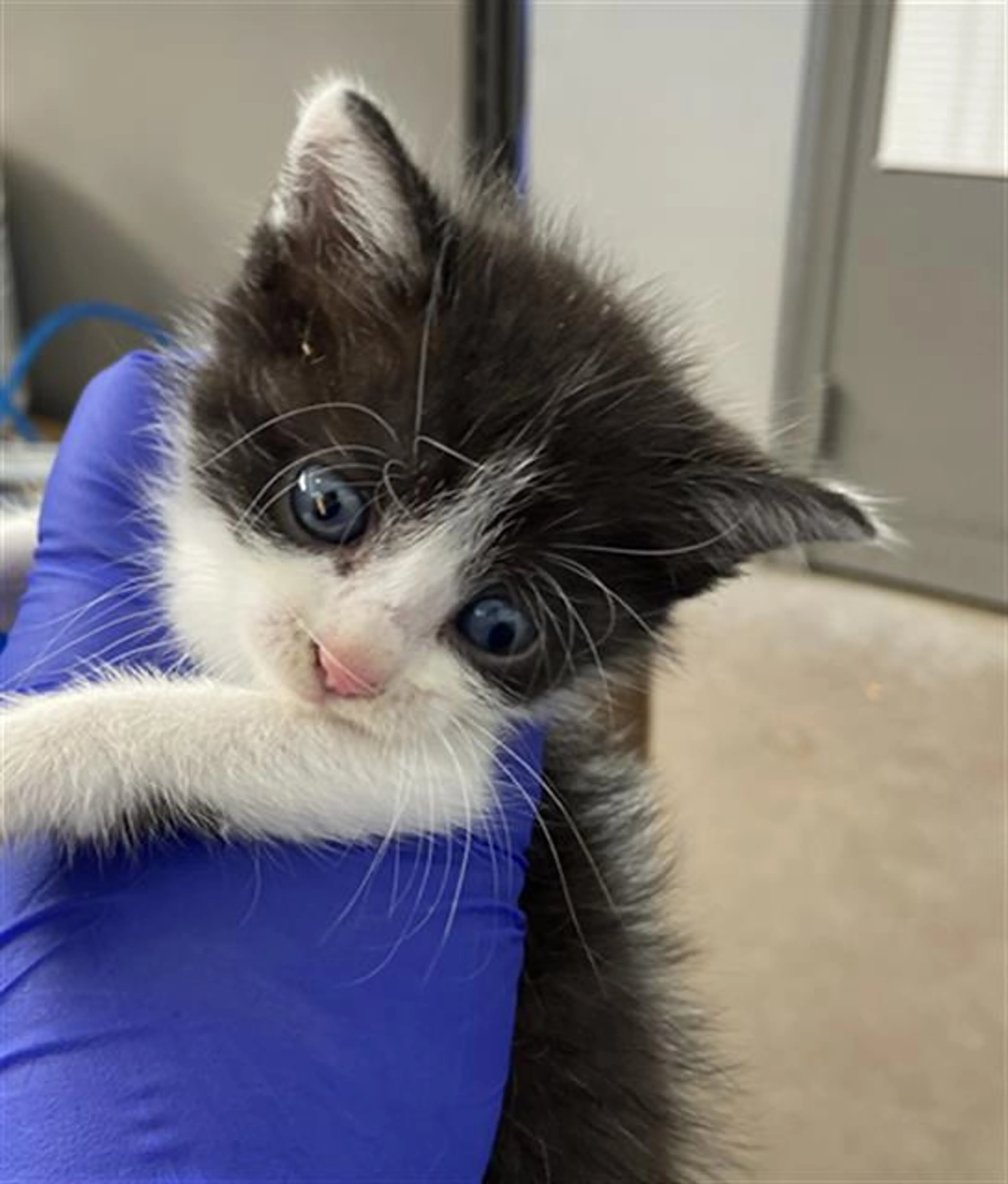 Found pet