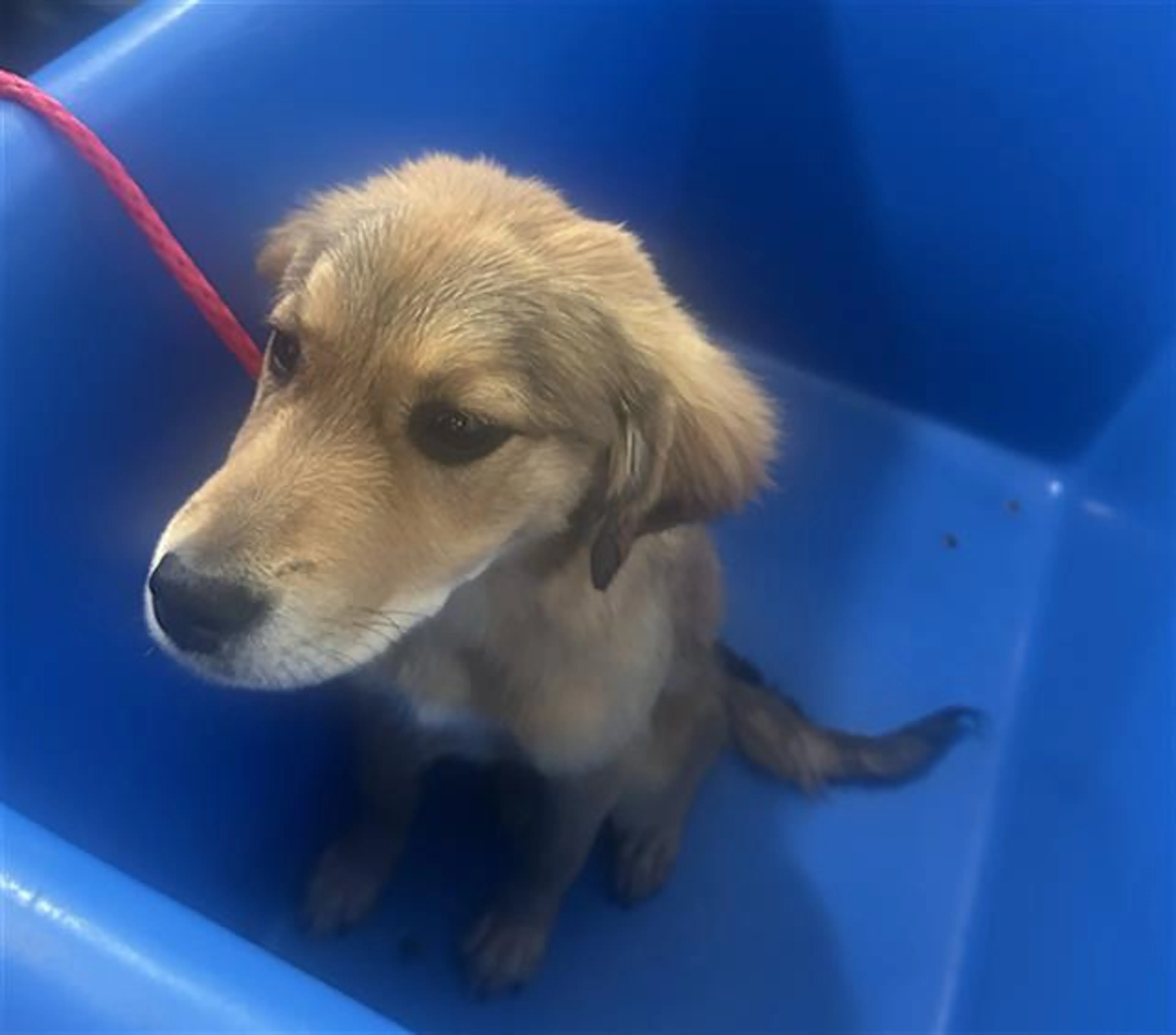 Found pet