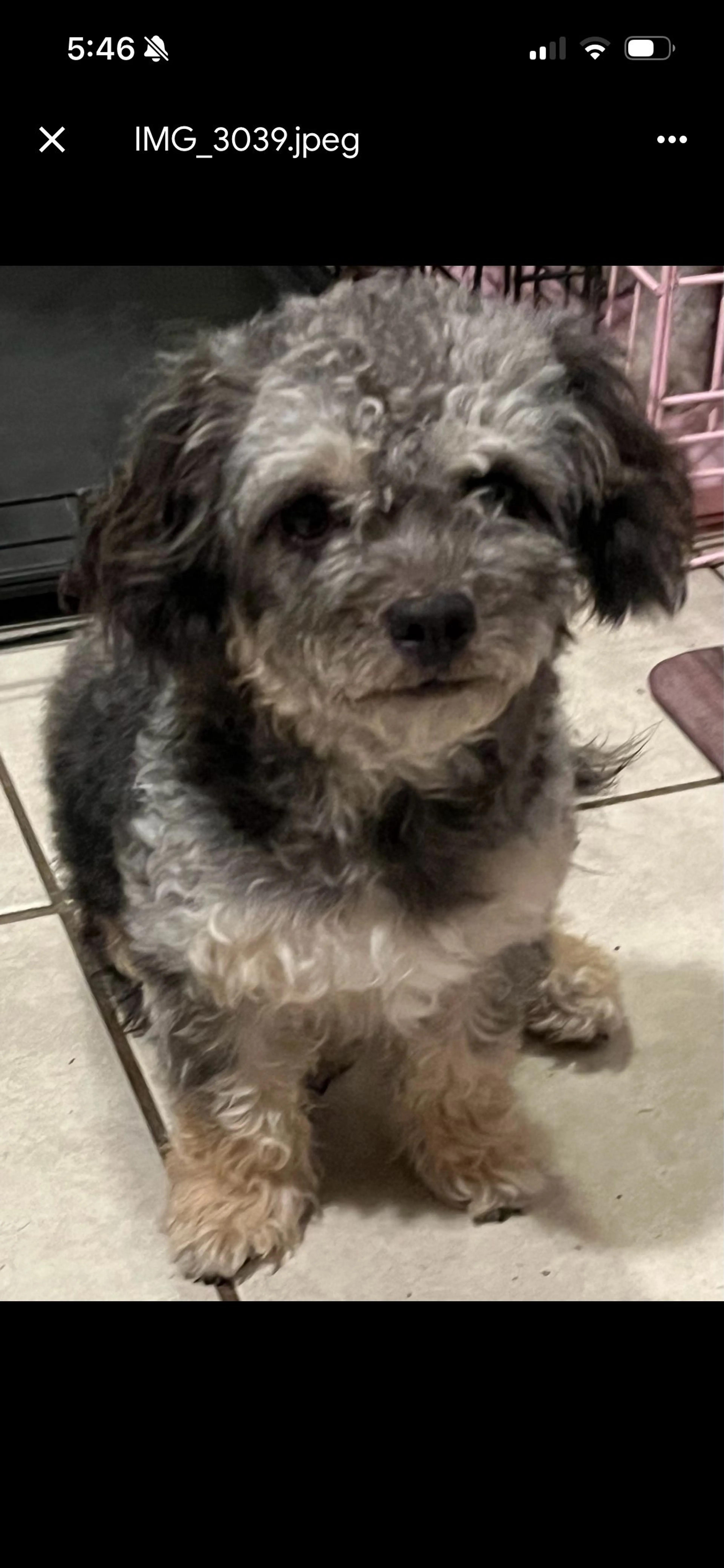 Lost pet